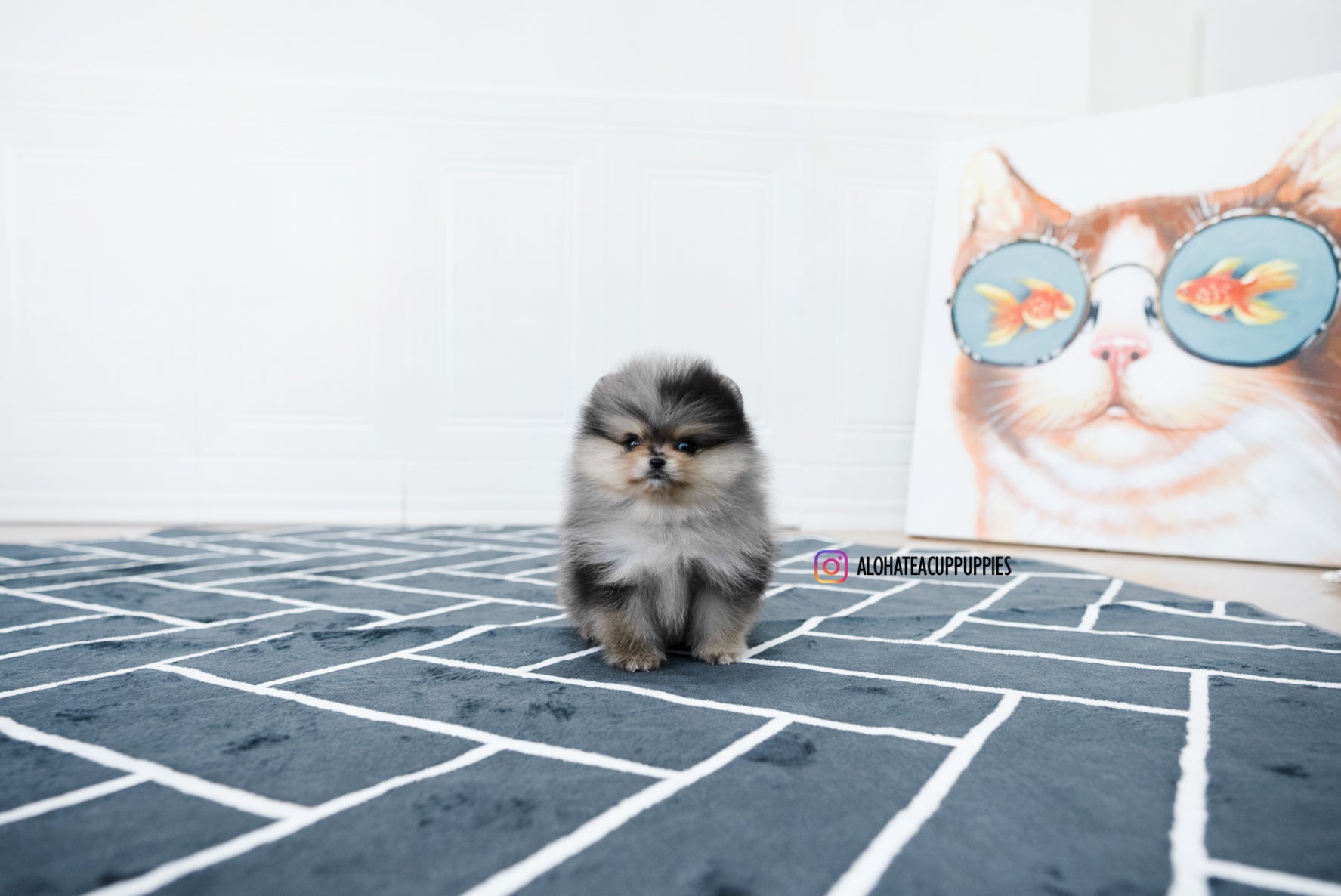 Felix [TEACUP POMERANIAN]