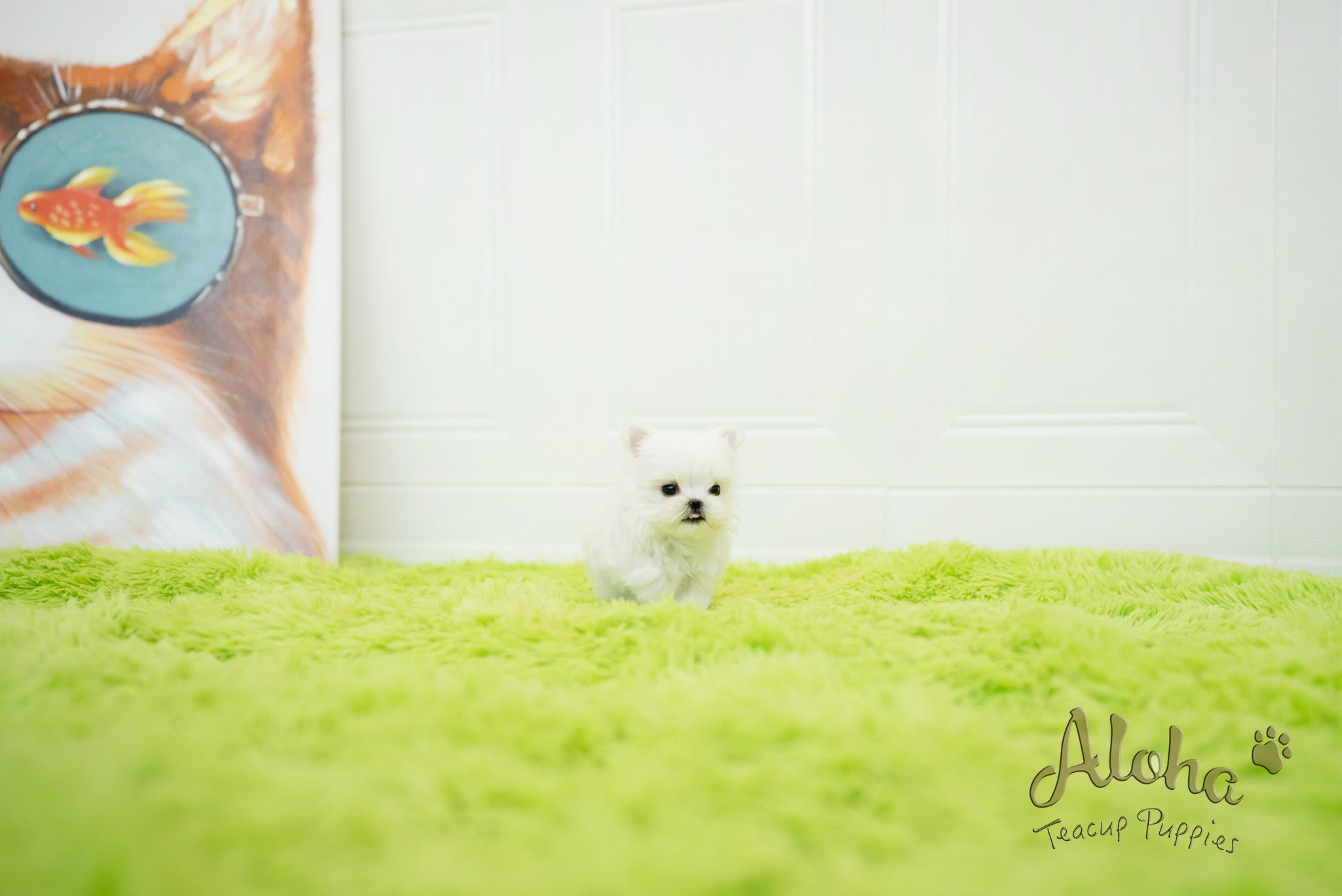 Sophia [TEACUP MALTESE]