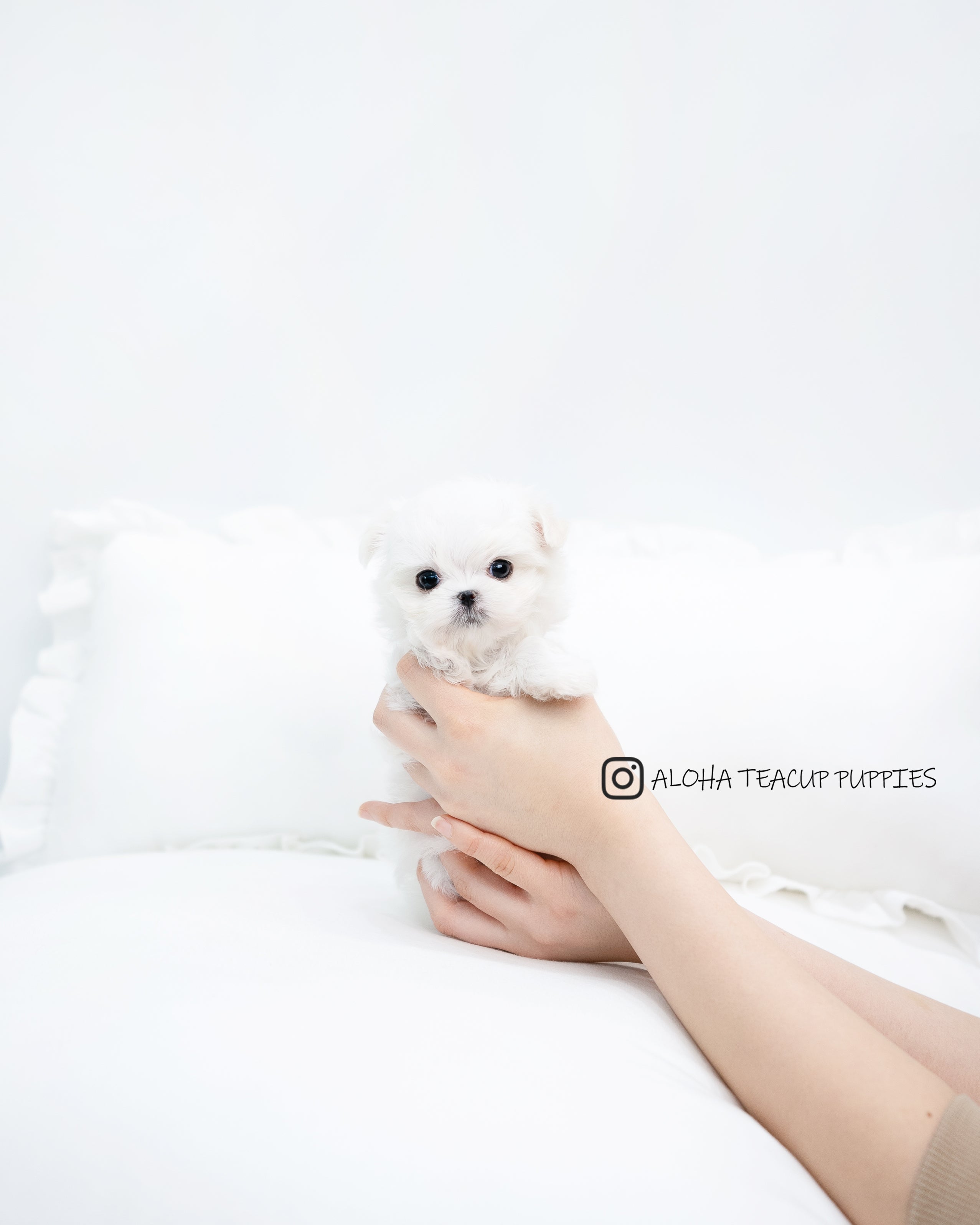 Chico [TEACUP MALTESE]
