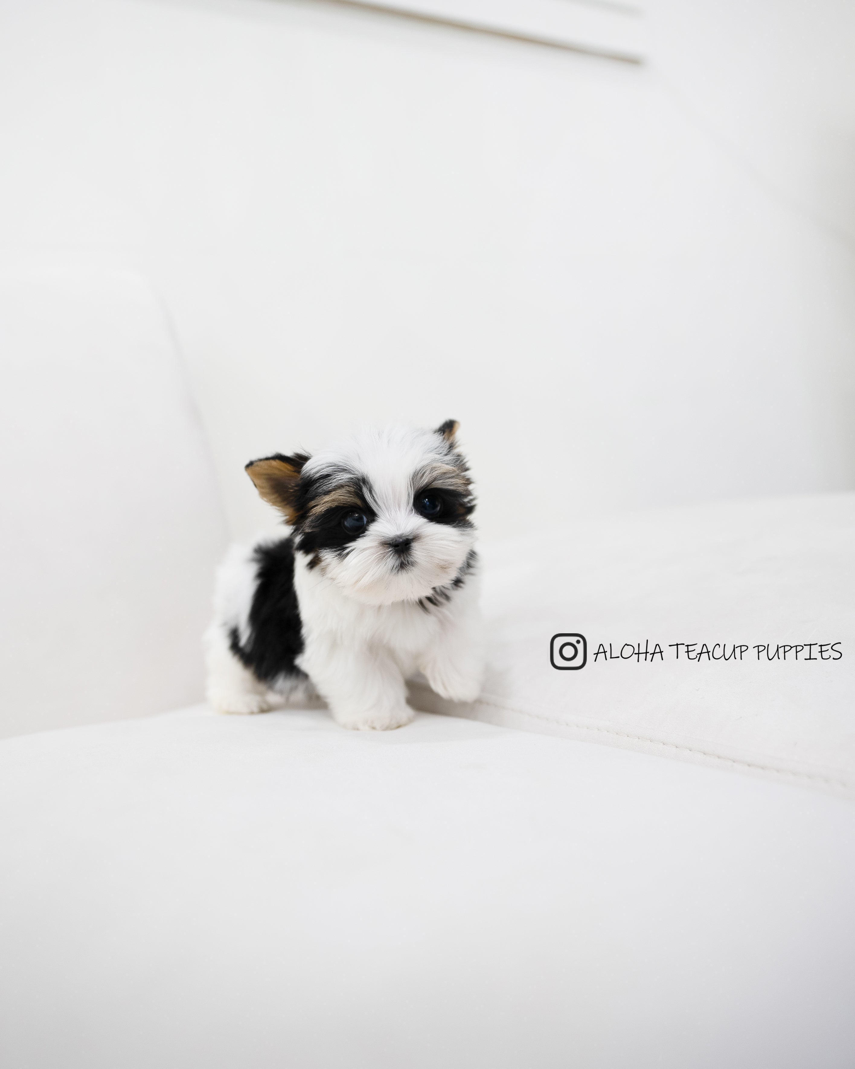 Jayden [TEACUP Biewer Terrier]