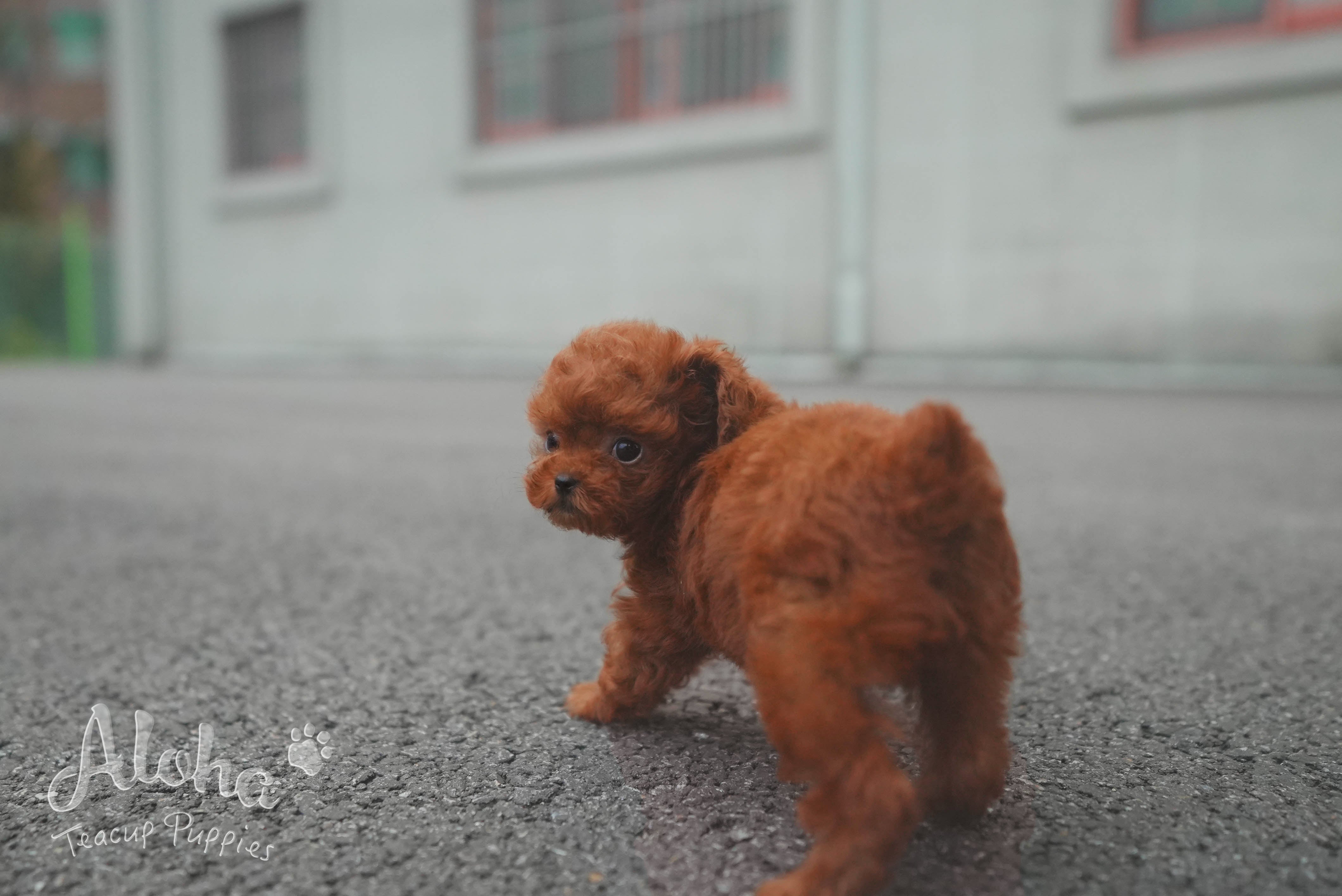 Cora [TEACUP POODLE]