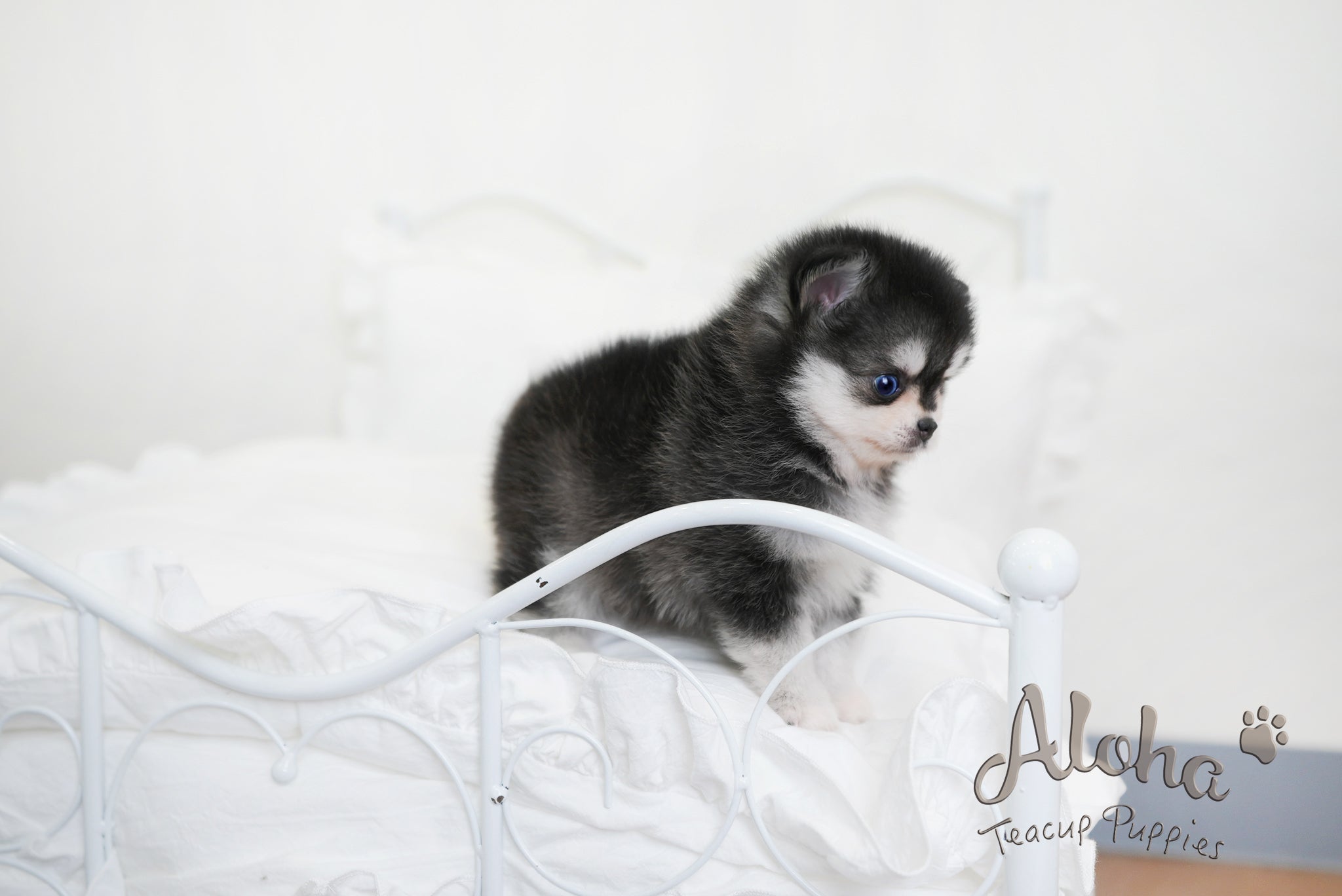 GRACIE [TEACUP Pomsky]