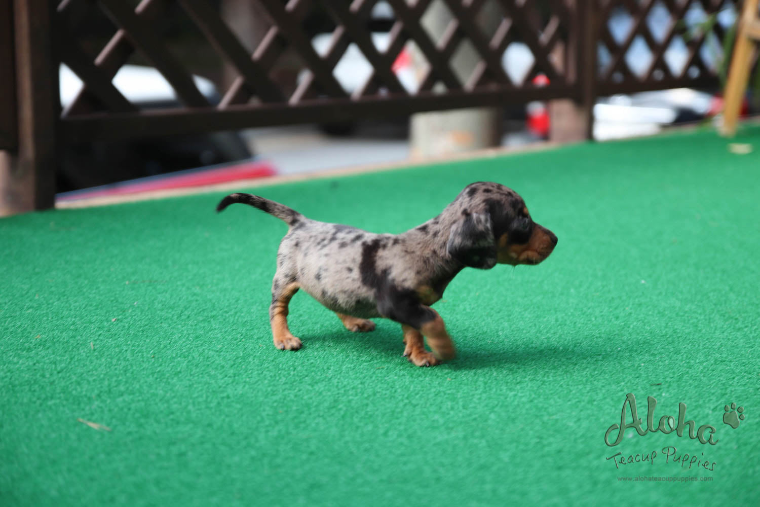 Martina - [Dachshund]