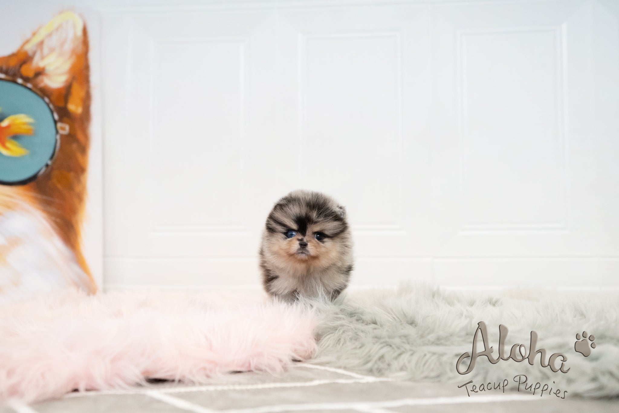 Lucian [TEACUP POMERANIAN]