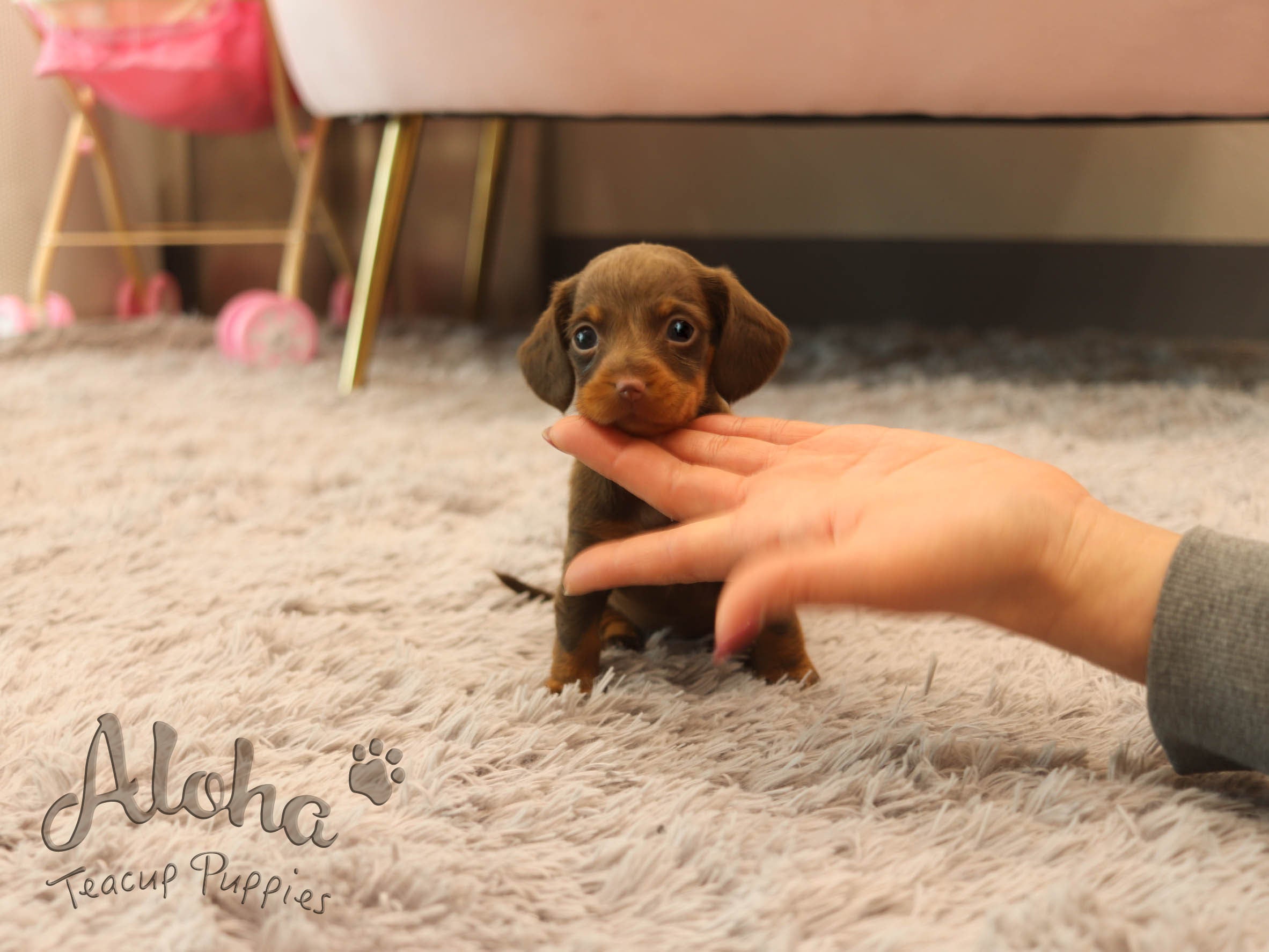 Brownie [Dachshund MINI]