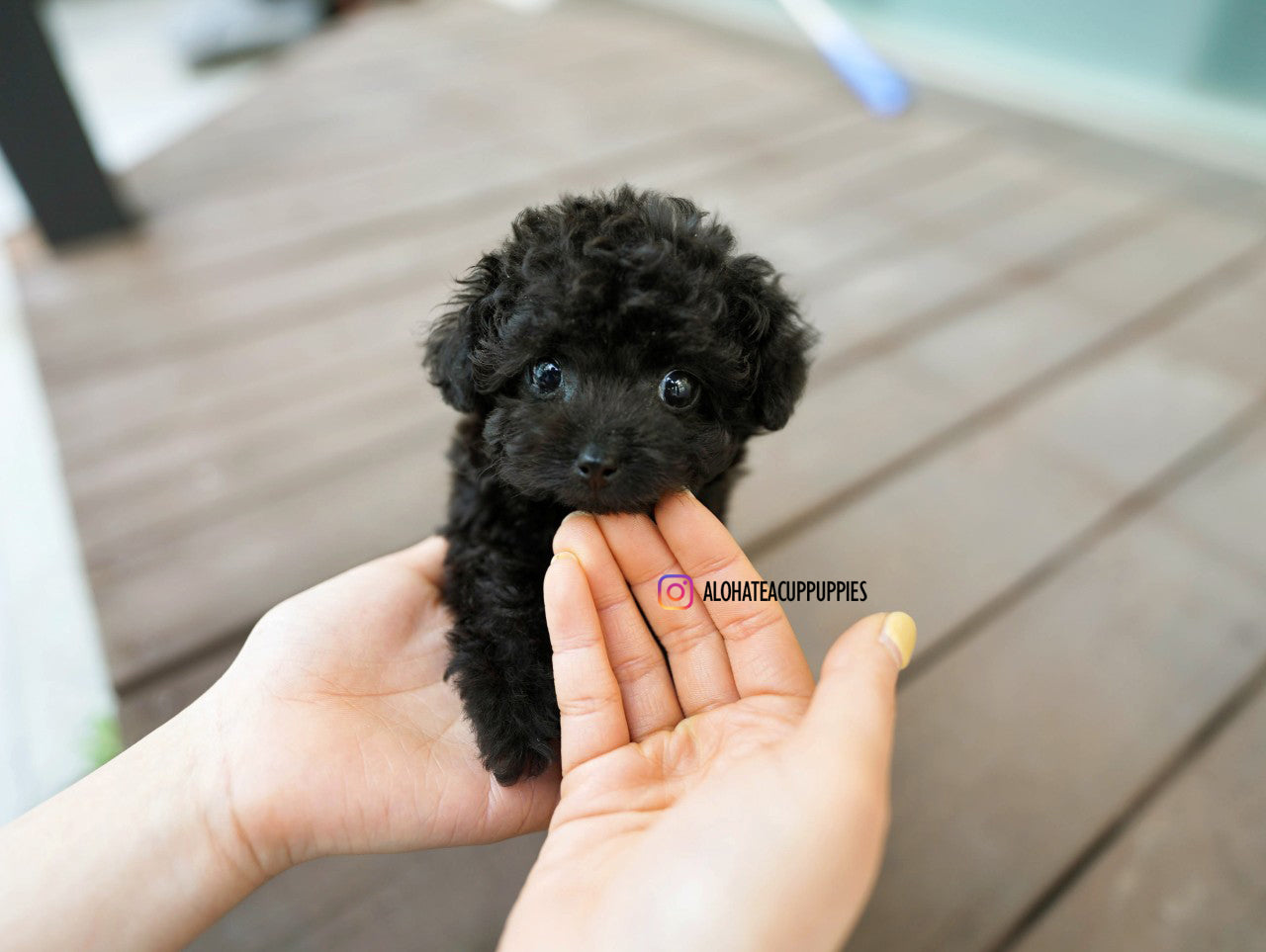 Billie [TEACUP POODLE]