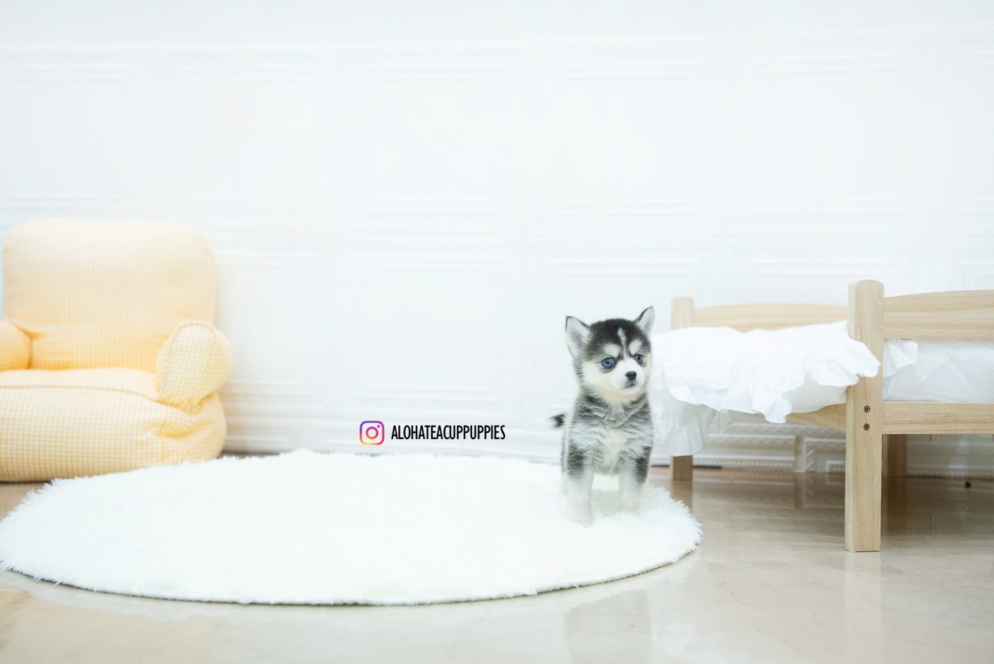 Amelia [TEACUP POMSKY]