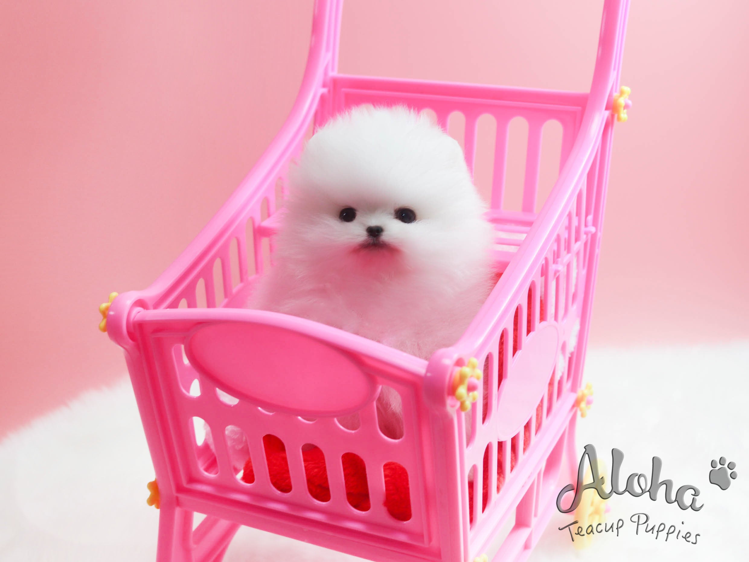 Sold to Yuri, Marshmallow [TEACUP POMERANIAN]