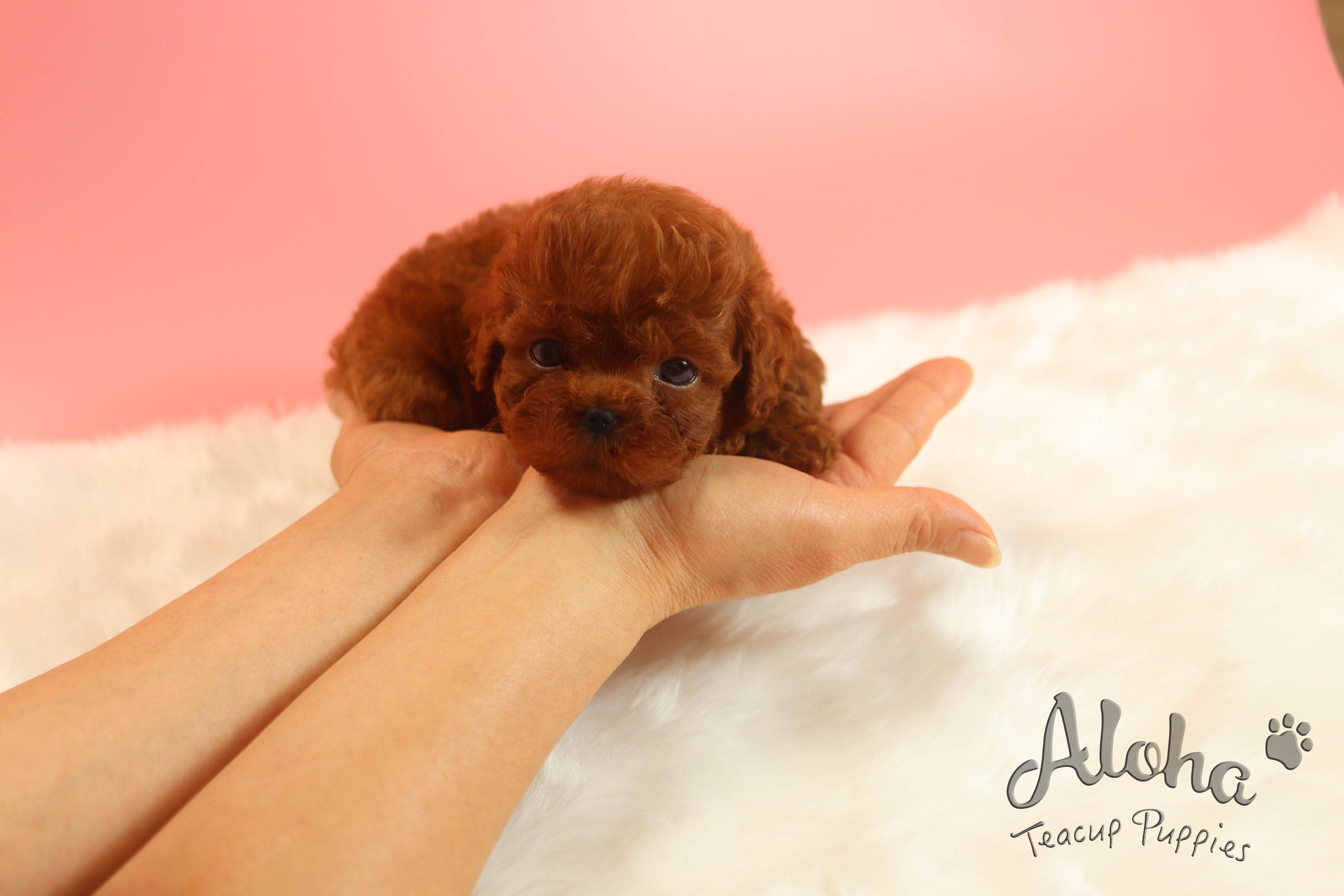Sold to Jacklyn, Peanut [TEACUP Poodle]