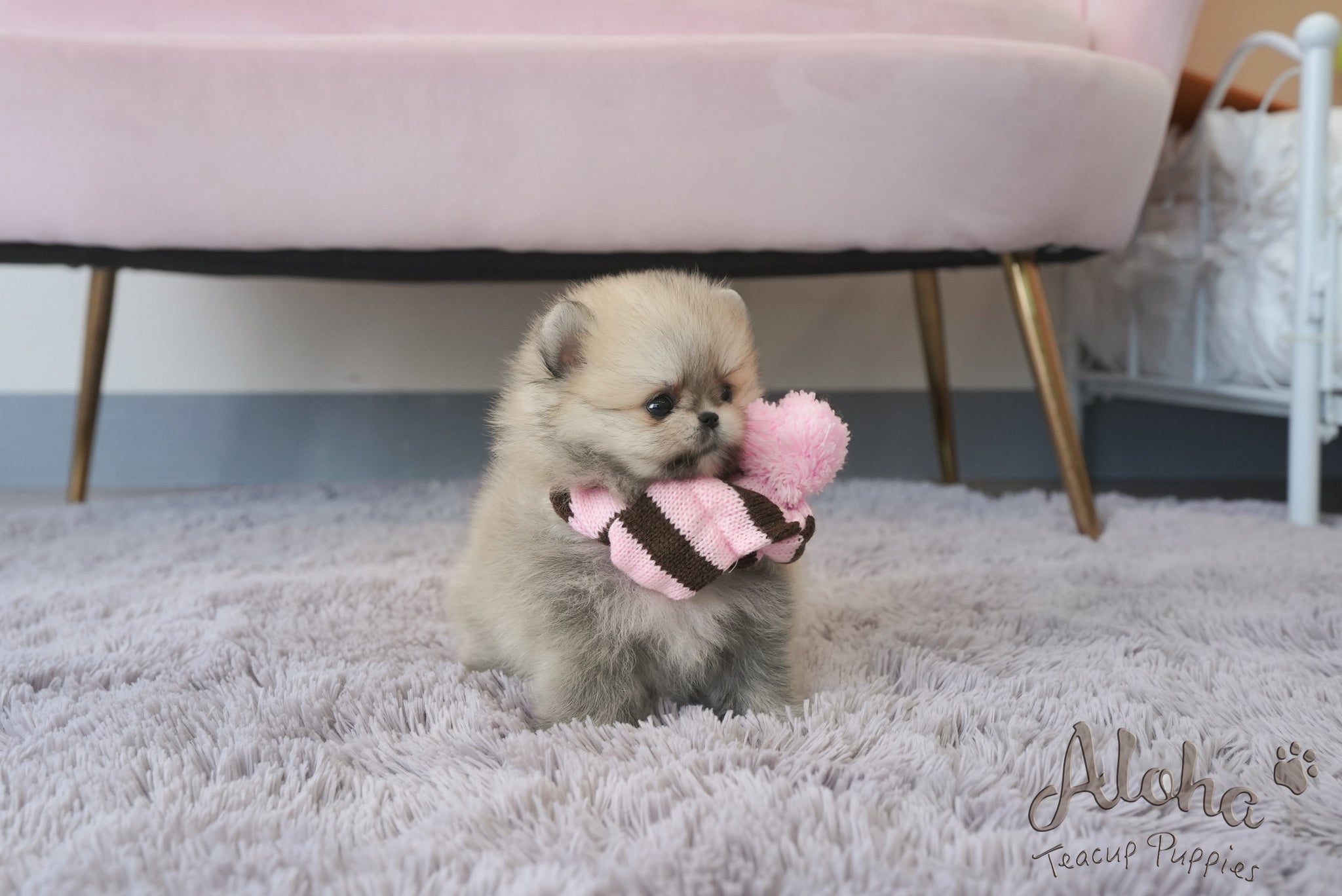 Benji [TEACUP POMERANIAN]
