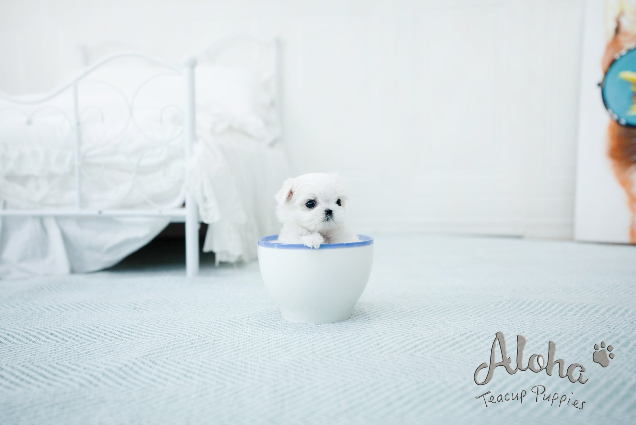 Peach [TEACUP MALTESE]