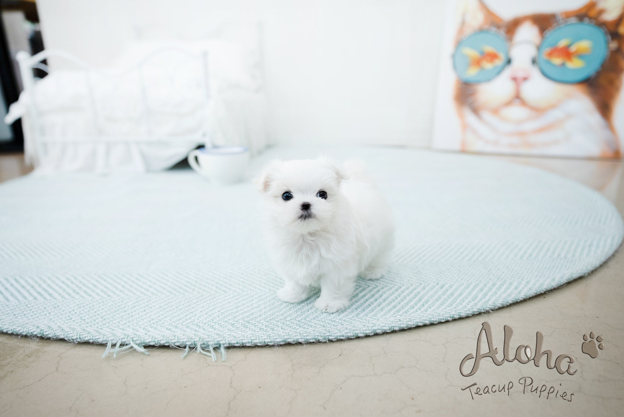 Emma [TEACUP MALTESE]