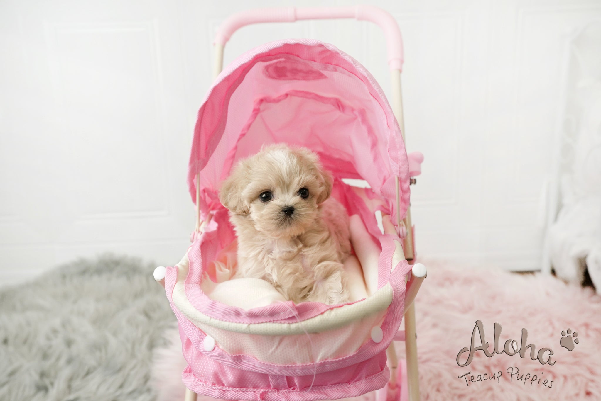 Ann [TEACUP MALTIPOO]