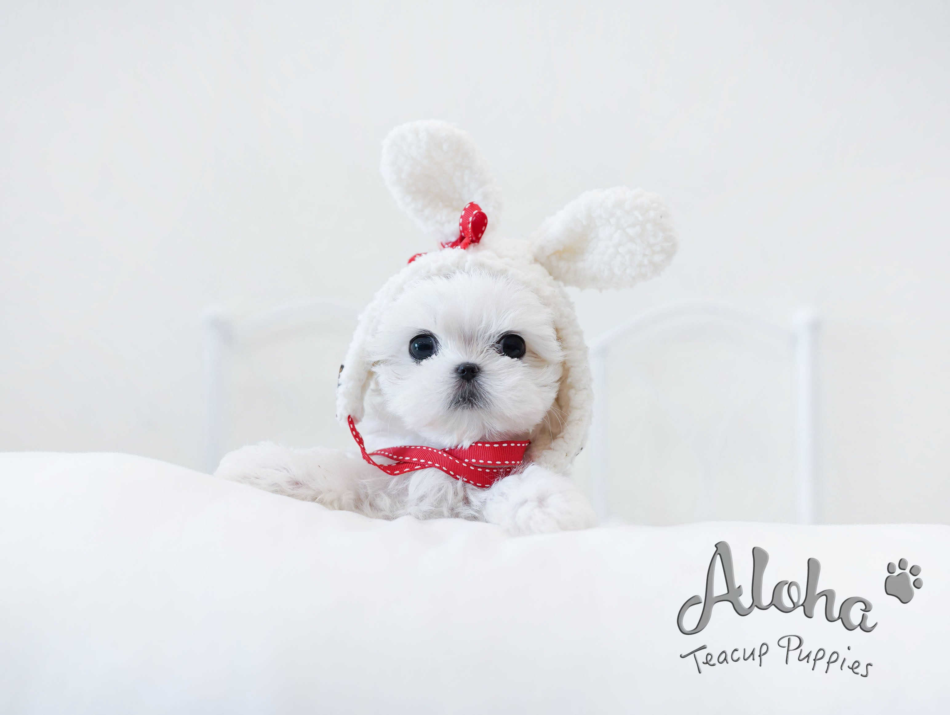 Woody [TEACUP MALTESE]