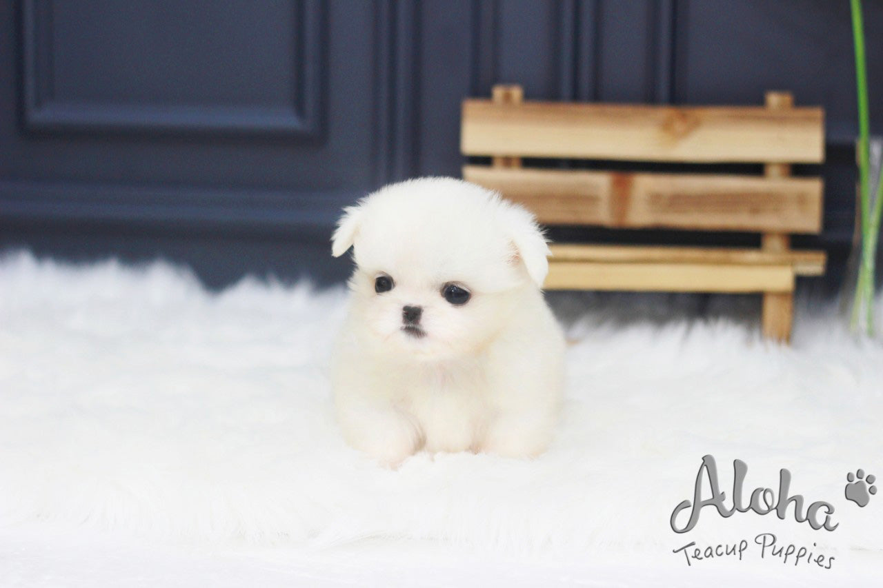 Vendido a Jack, Simba [Pekinés TOY]
