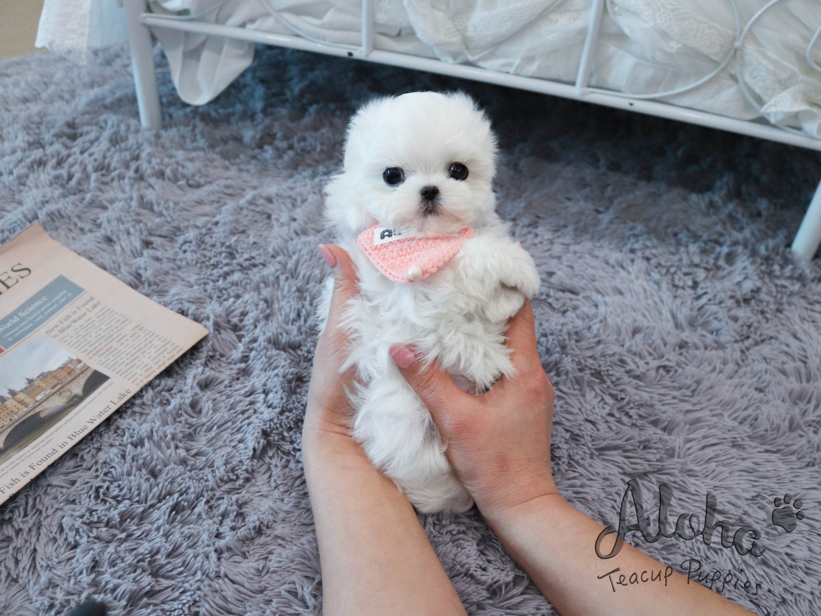 Levi [TEACUP MALTESE]
