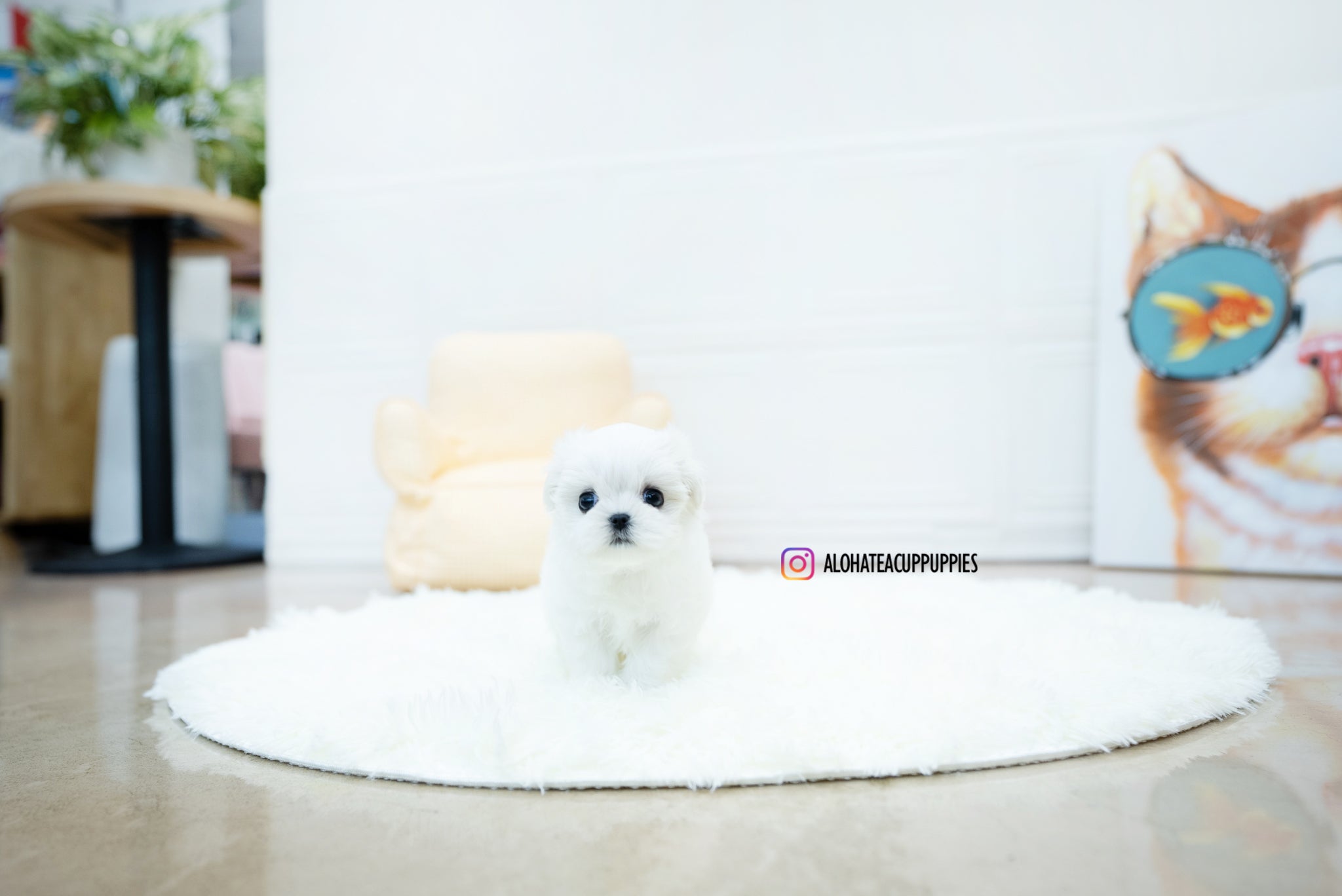 Jasmine [TEACUP MALTESE]