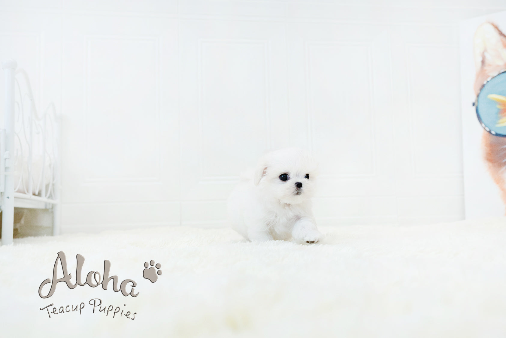 WOODY [TEACUP MALTESE]