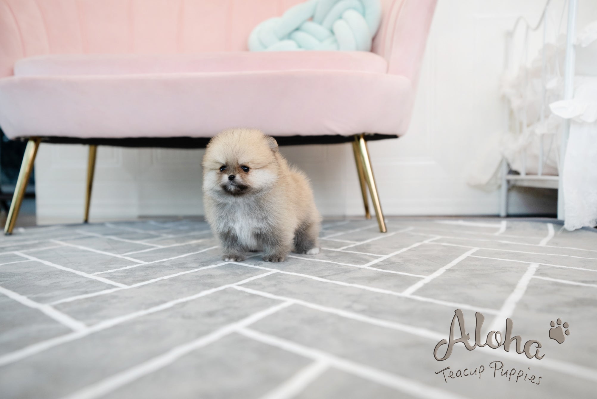 GUCCI [TEACUP POMERANIAN]
