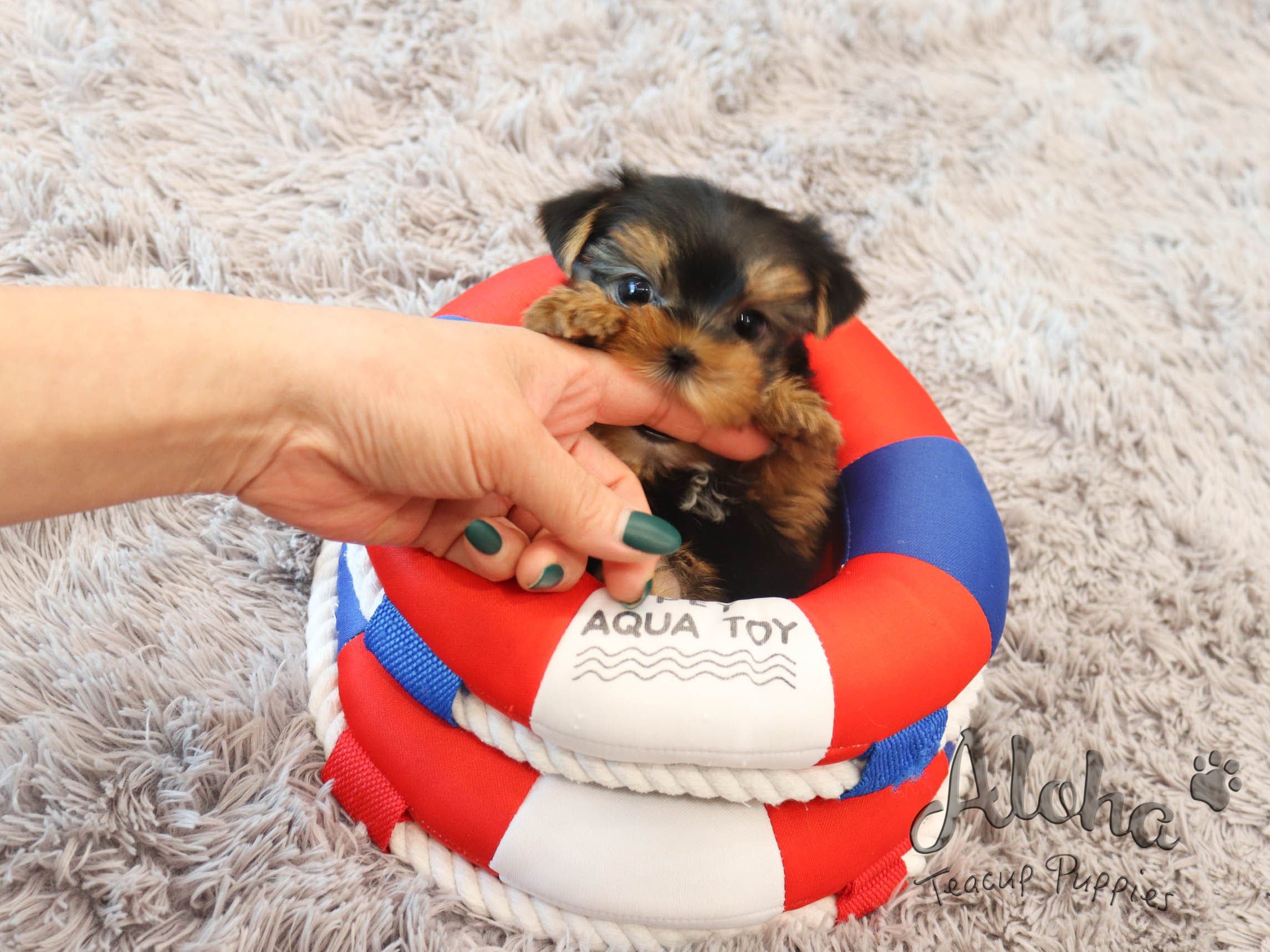 Tiffany [TEACUP Yorkie]