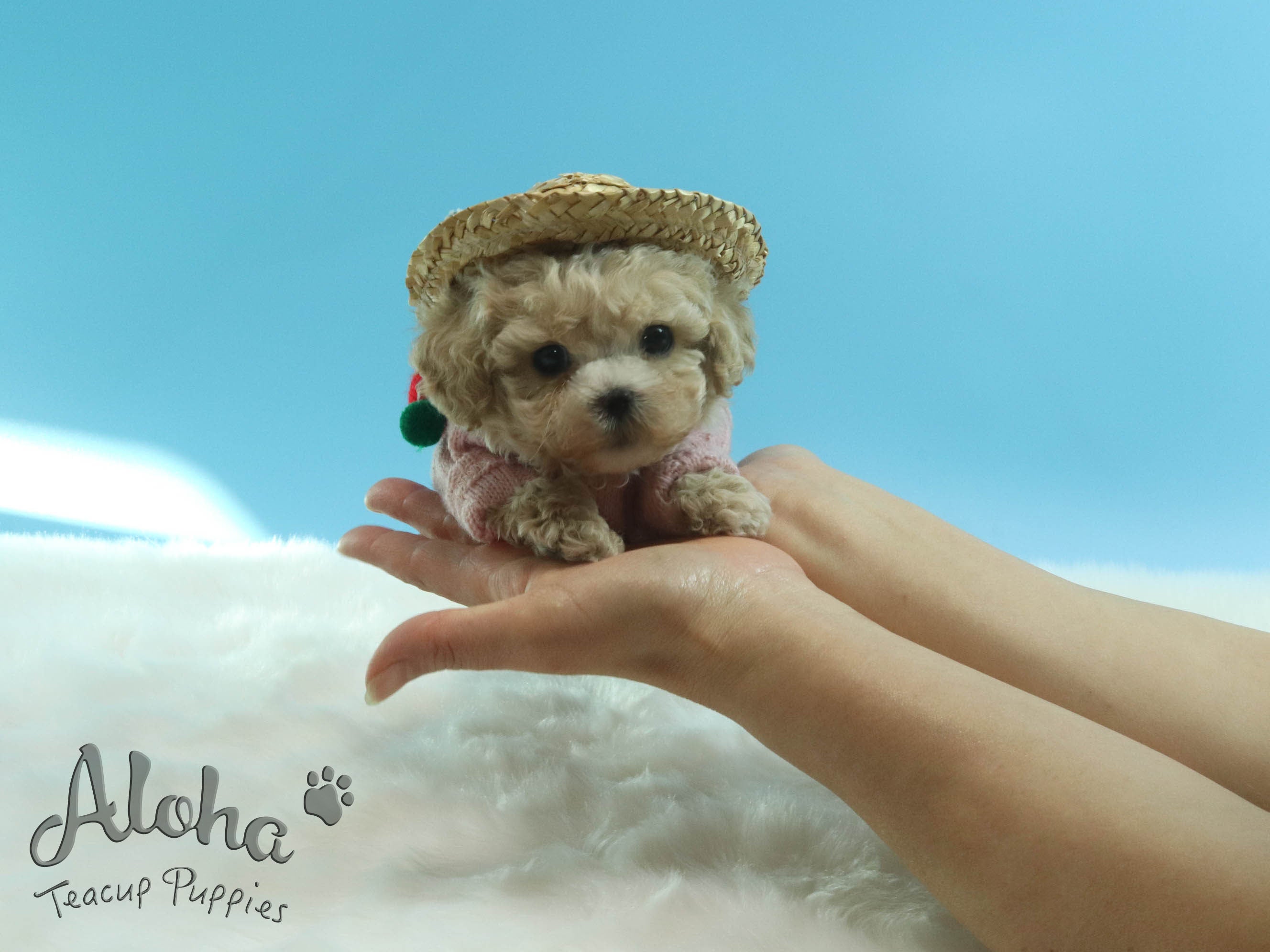 Sold to Lynn, Pie [TEACUP MALTIPOO]