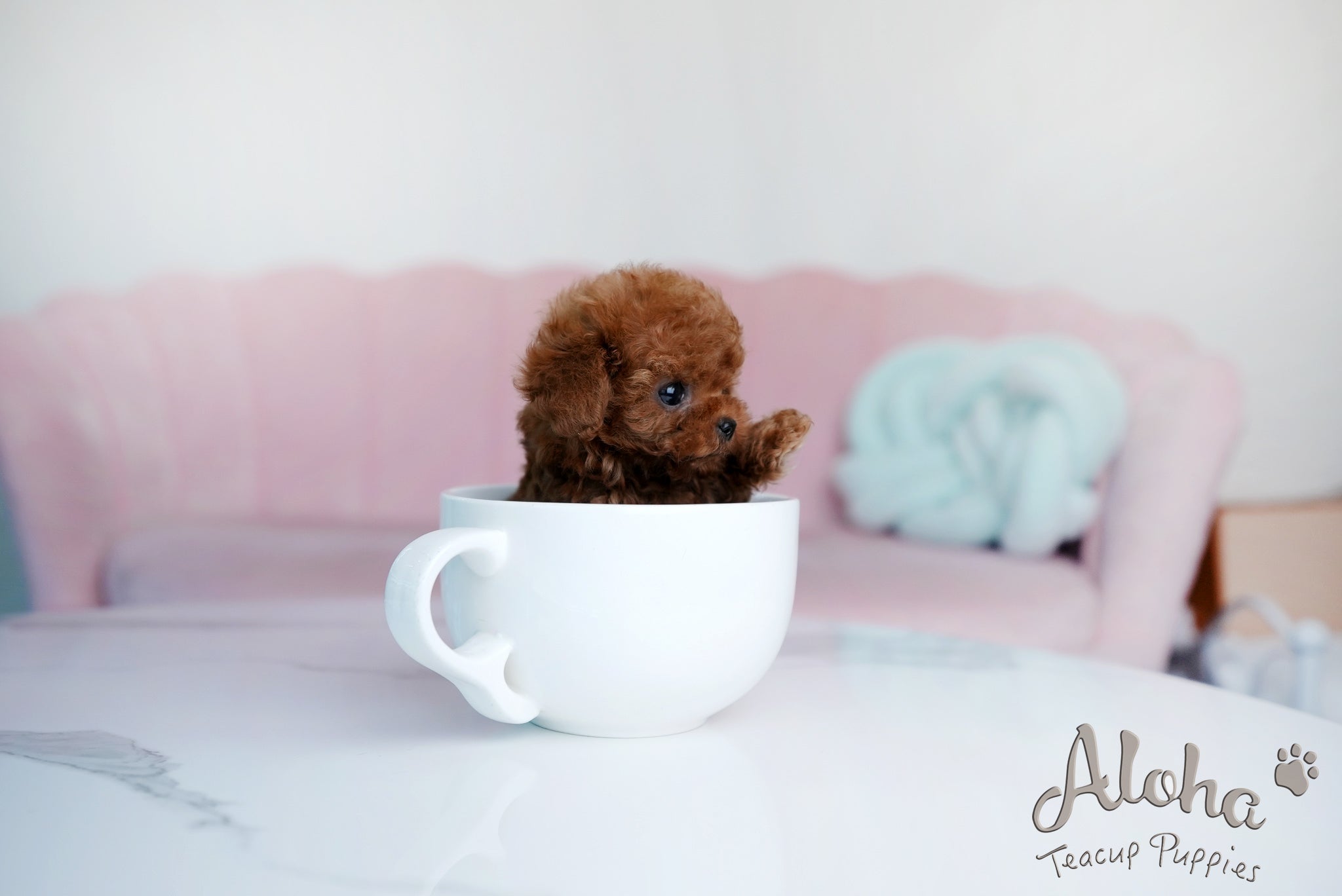 Brian [TEACUP POODLE]