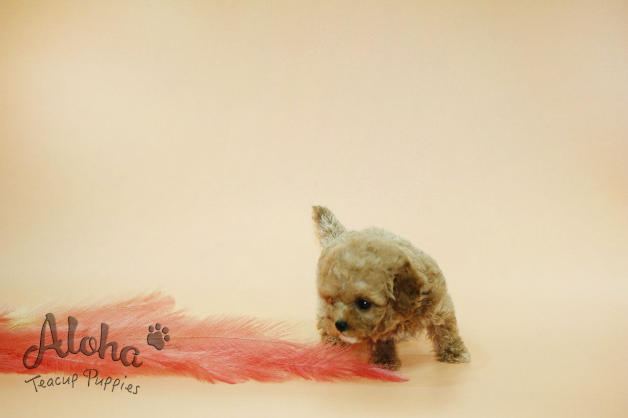 JANE [TEACUP MALTIPOO]