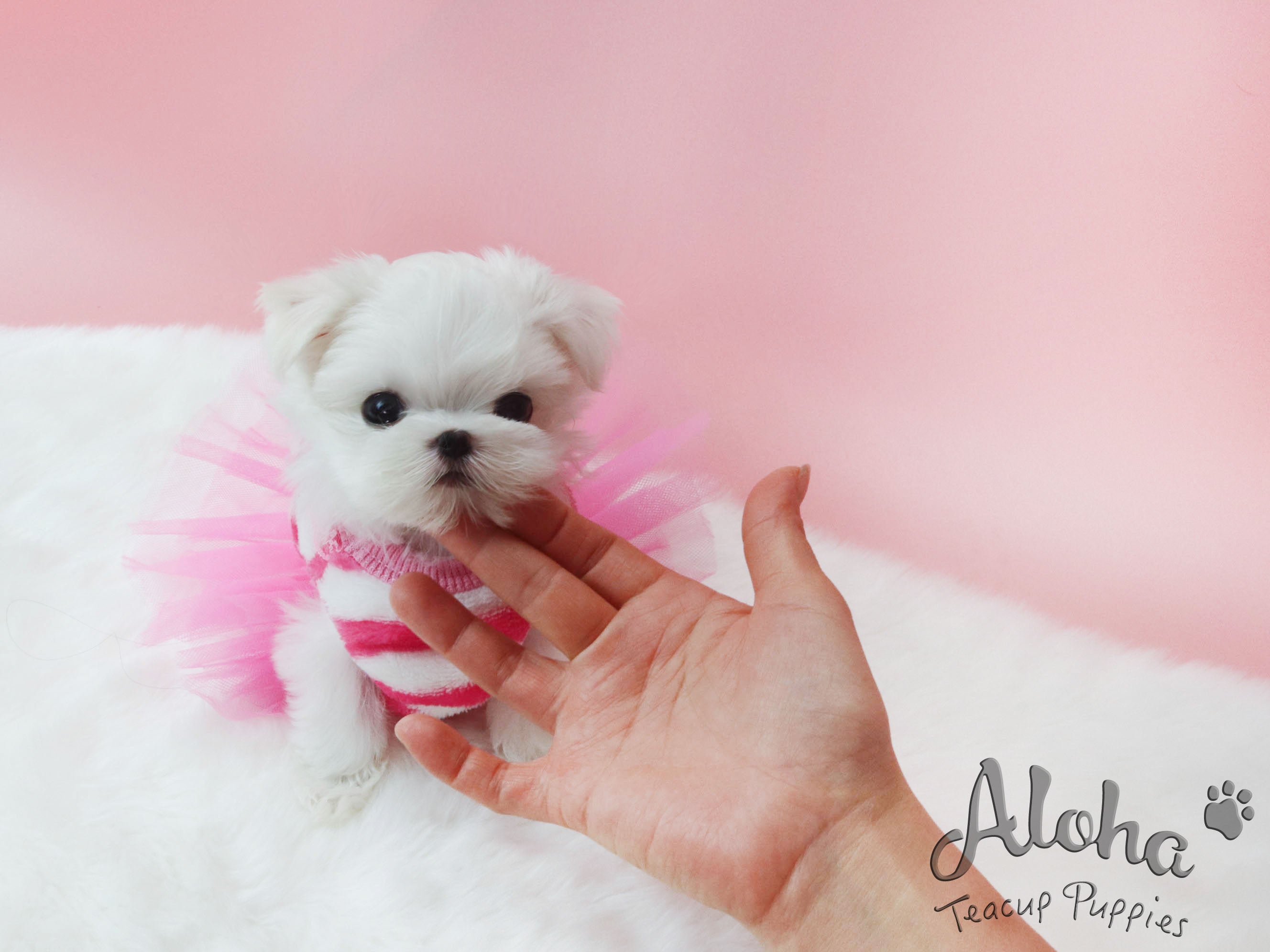 Sugar [TEACUP MALTESE]