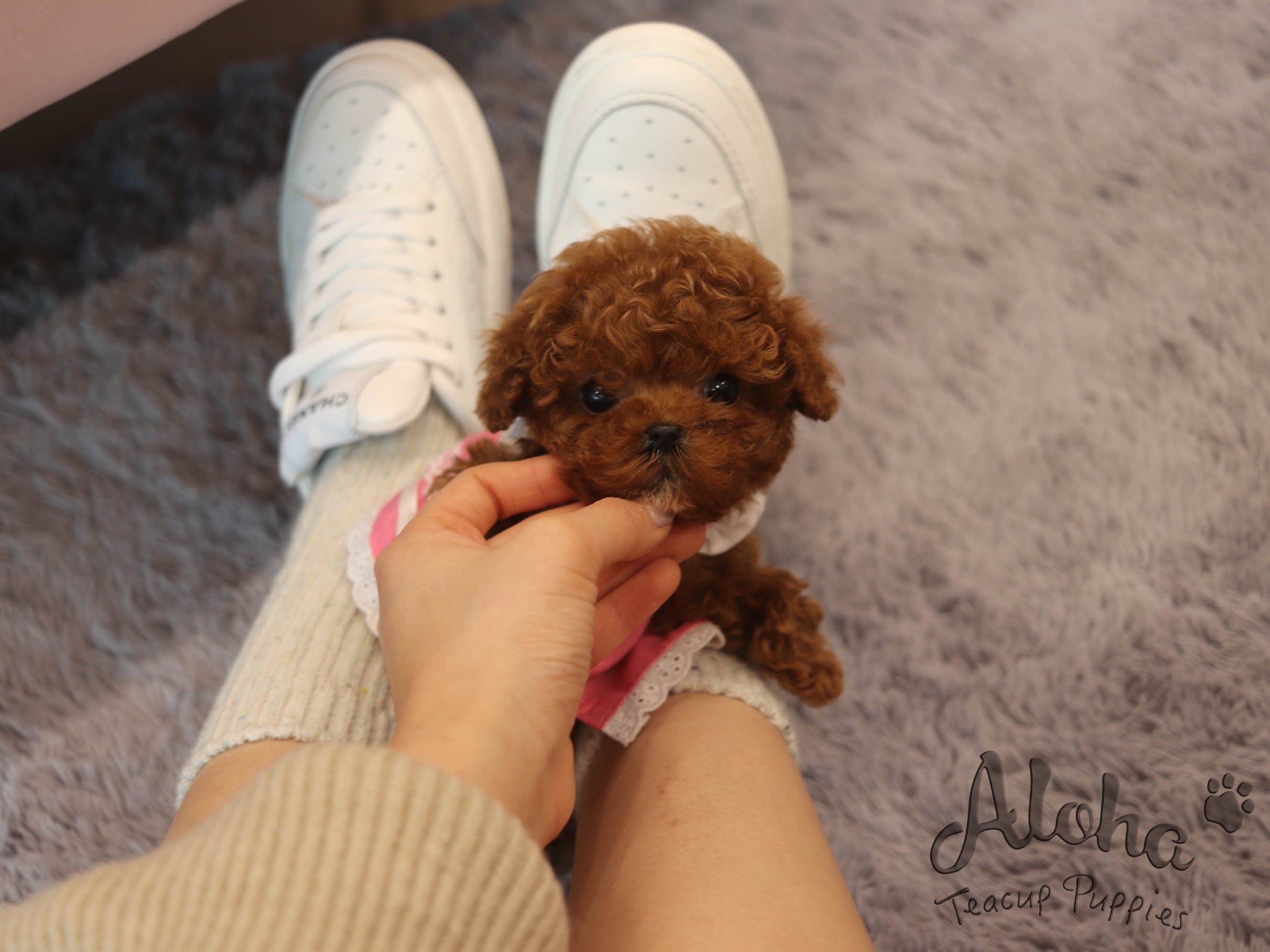 APPLE [TEACUP POODLE]