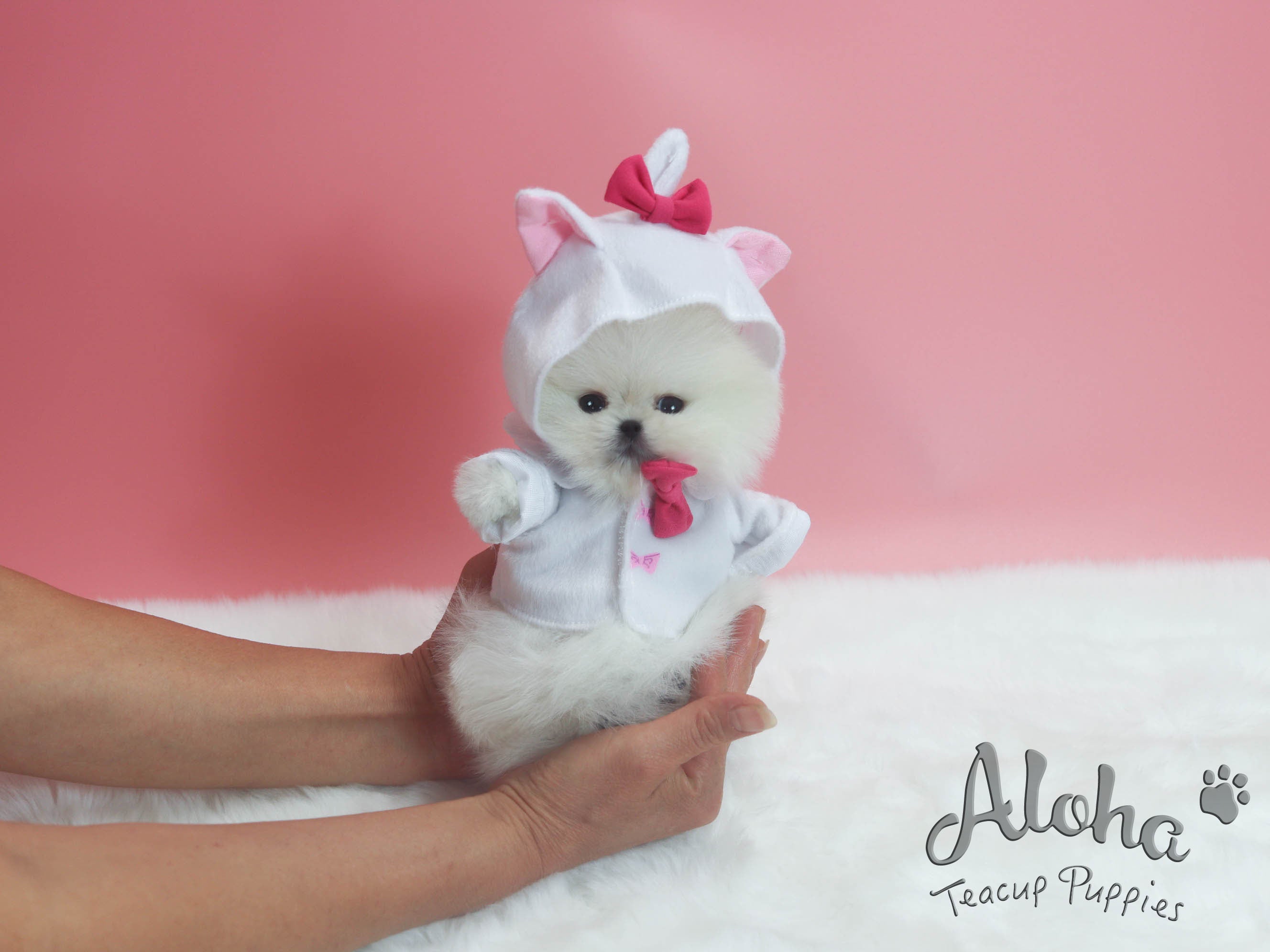 Sold to sheng, Pepper [TEACUP POMERANIAN]