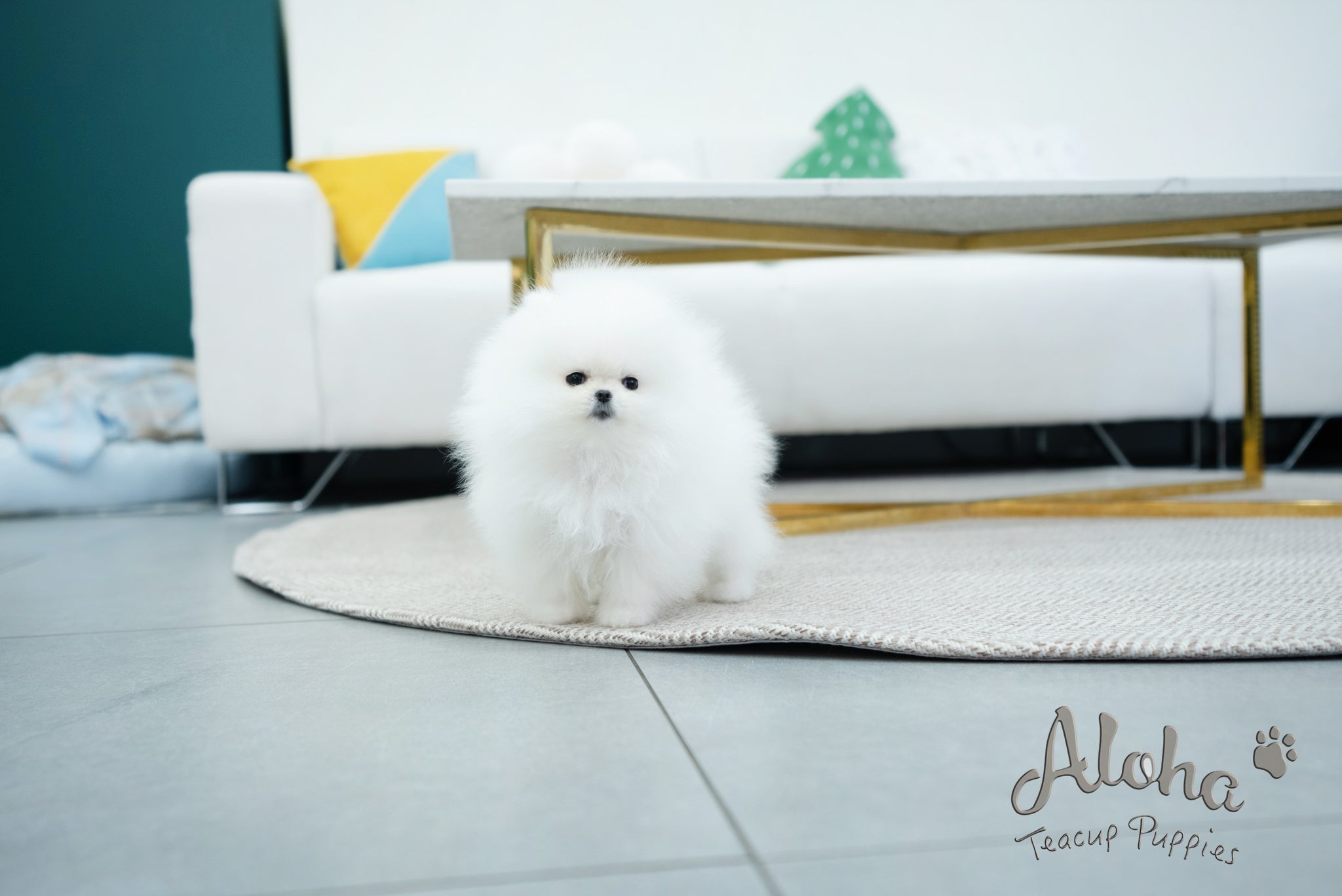 Annabel [TEACUP POMERANIAN]
