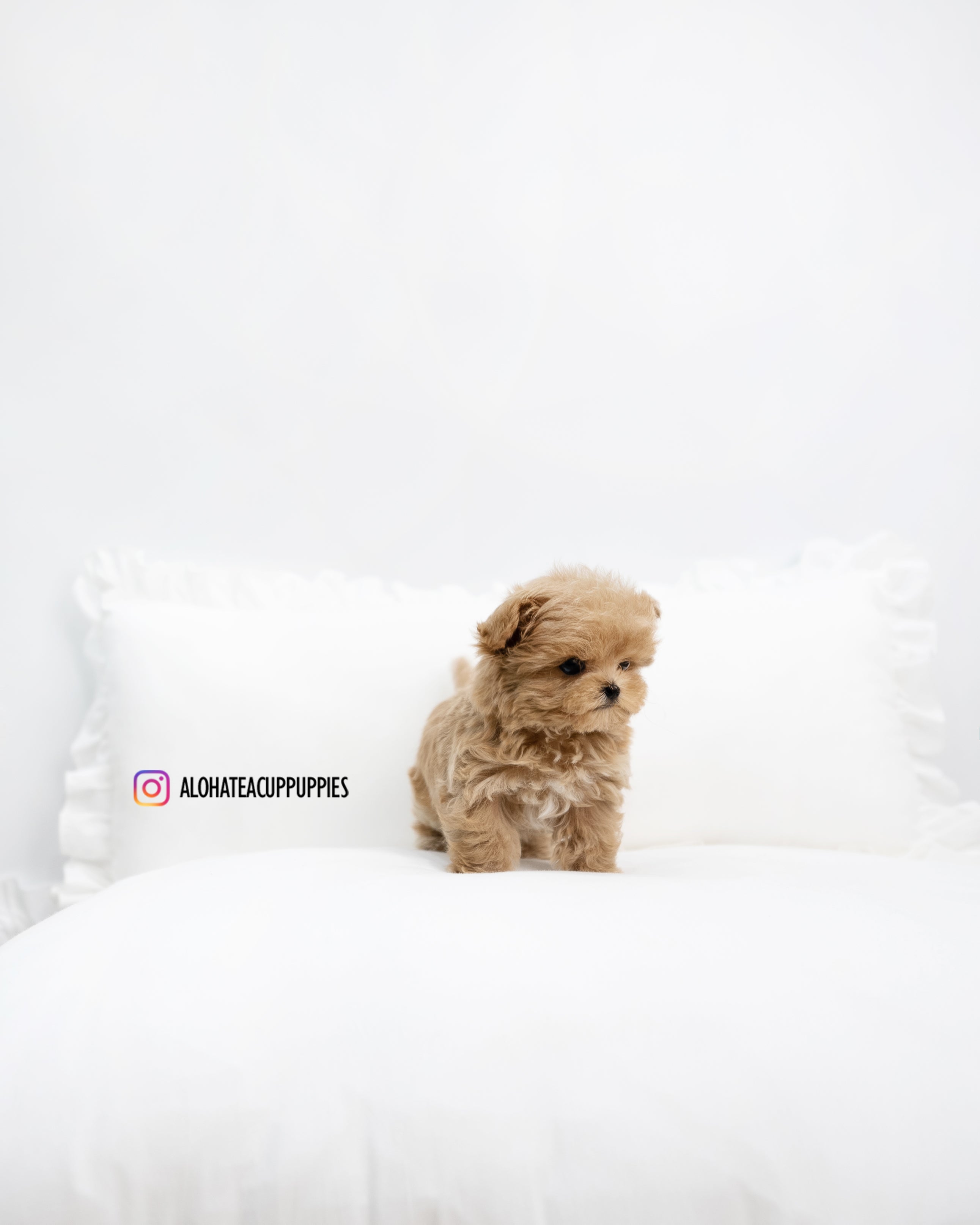 Leo [TEACUP MALTIPOO]