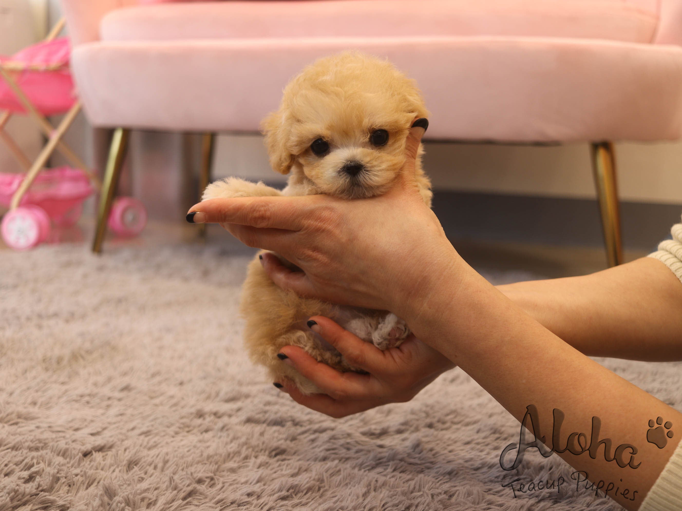 Burberry [TEACUP MALTIPOO]