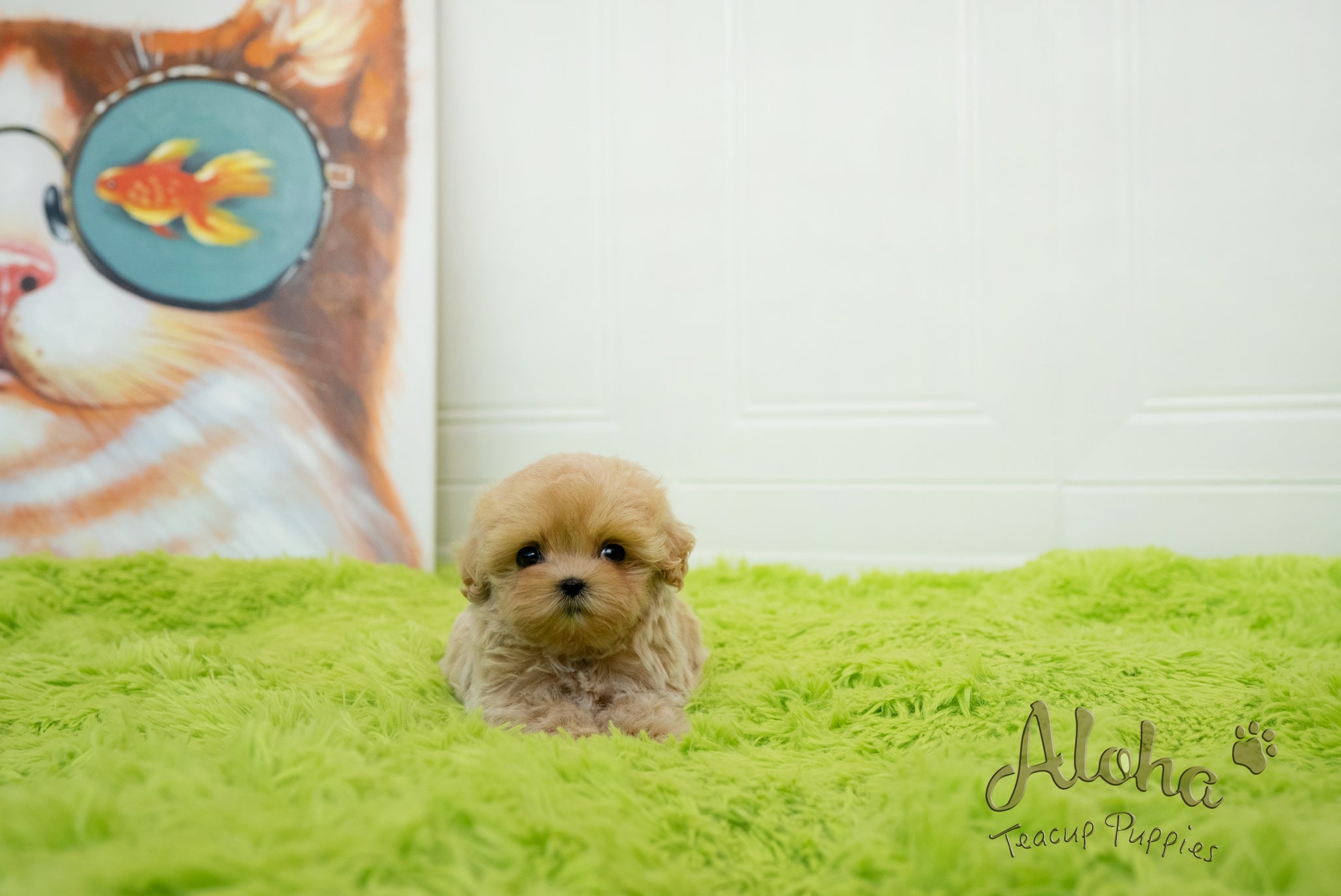 Mia [TEACUP MALTIPOO]