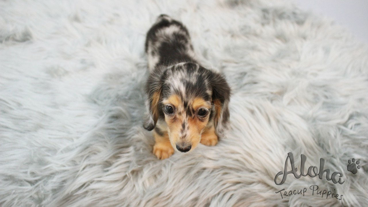 Levante [Dachshund MINI]