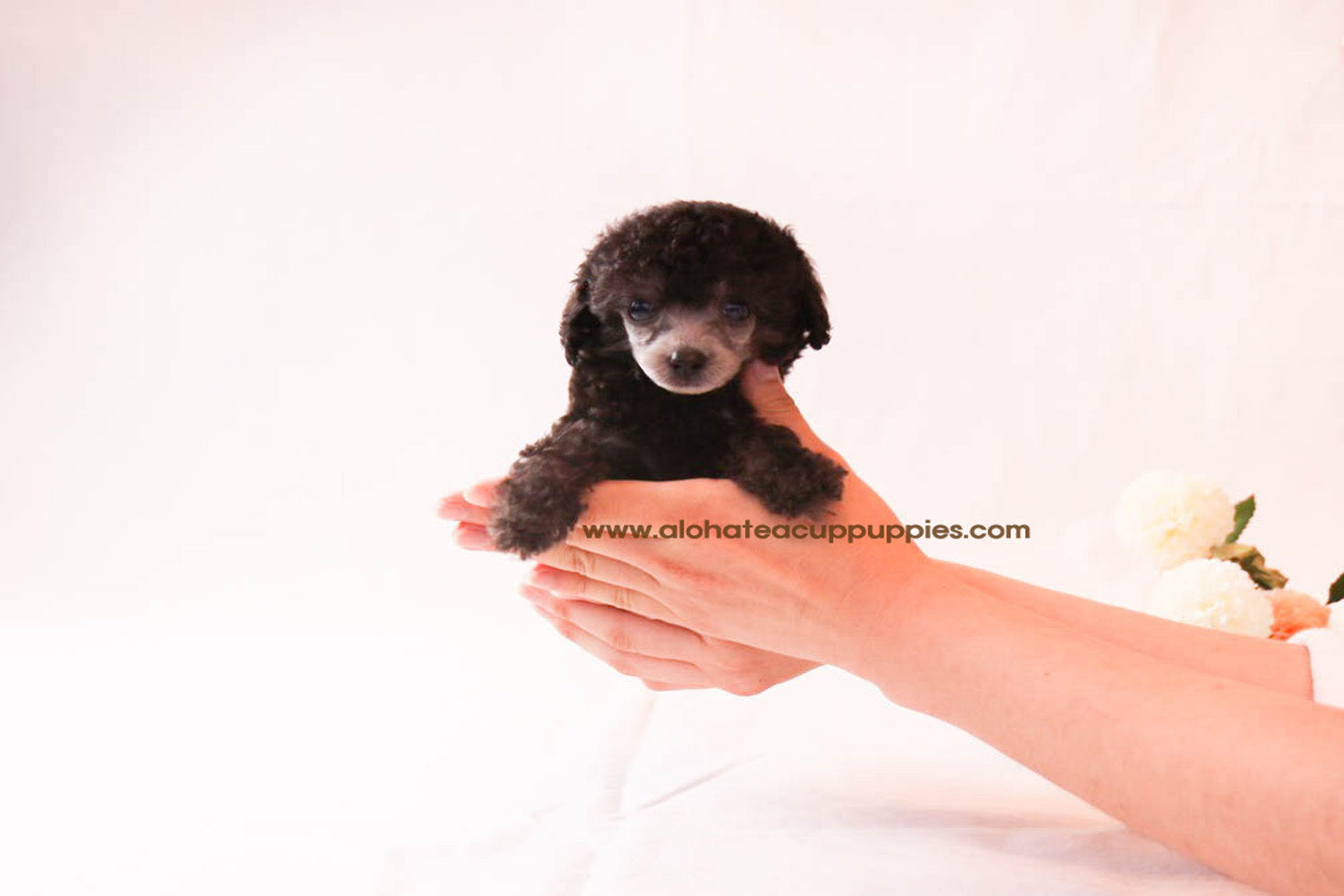 Peanut - [Poodle]