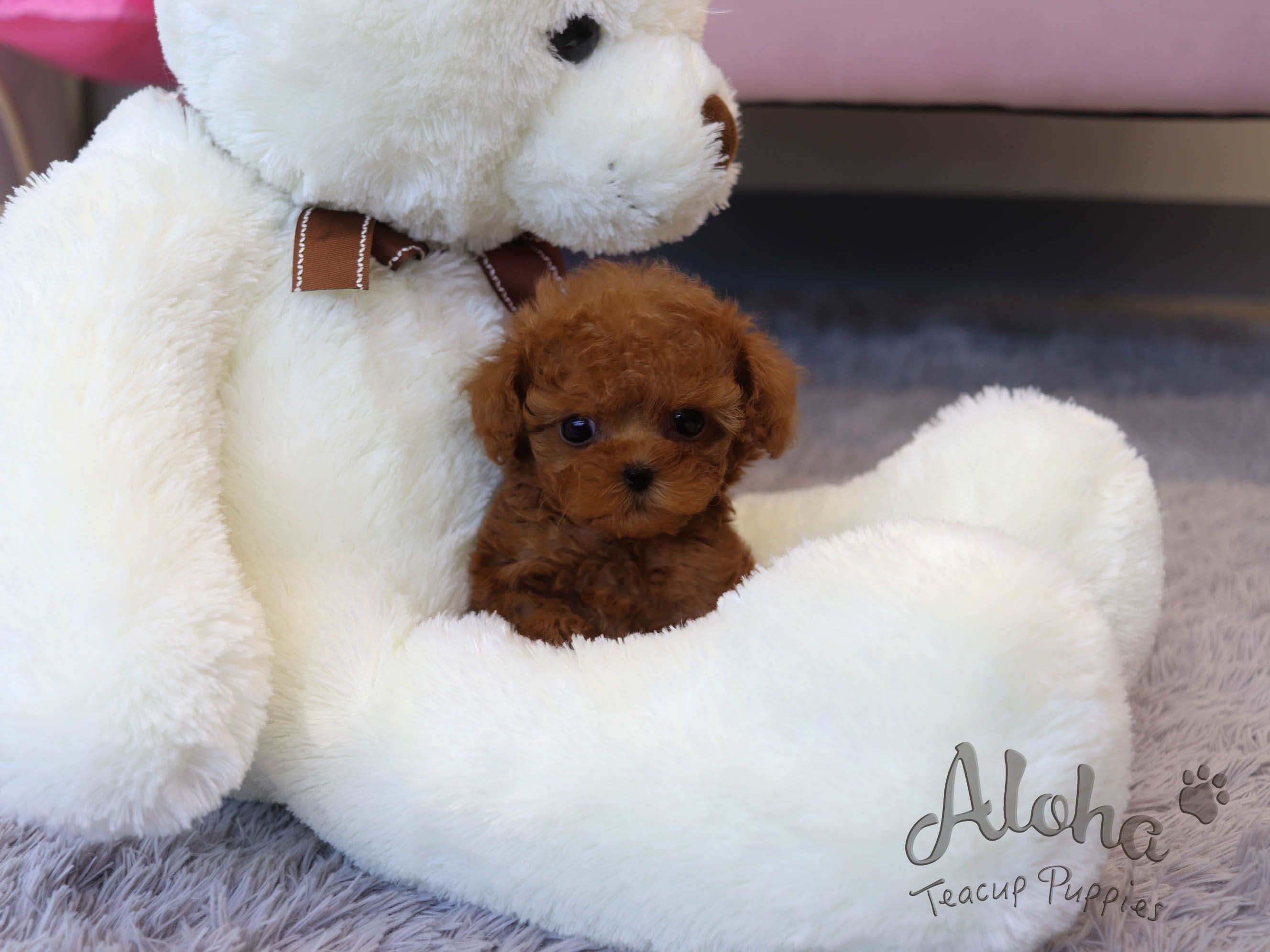 Pepsi [TEACUP POODLE]