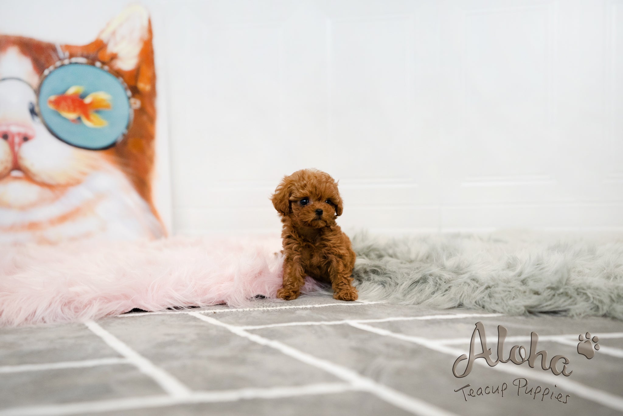 Jenny [TEACUP MALTIPOO]