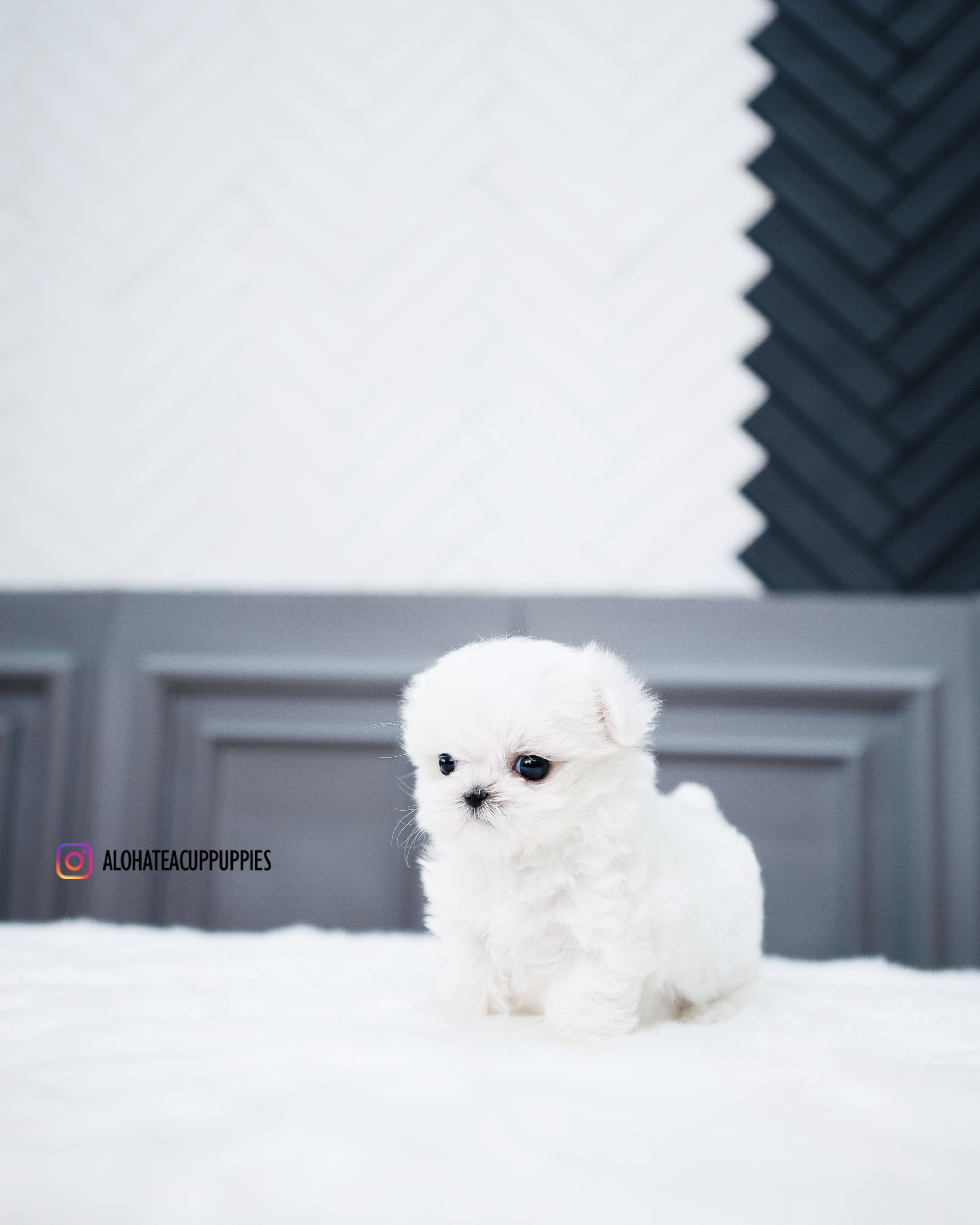Elsa [TEACUP MALTESE]