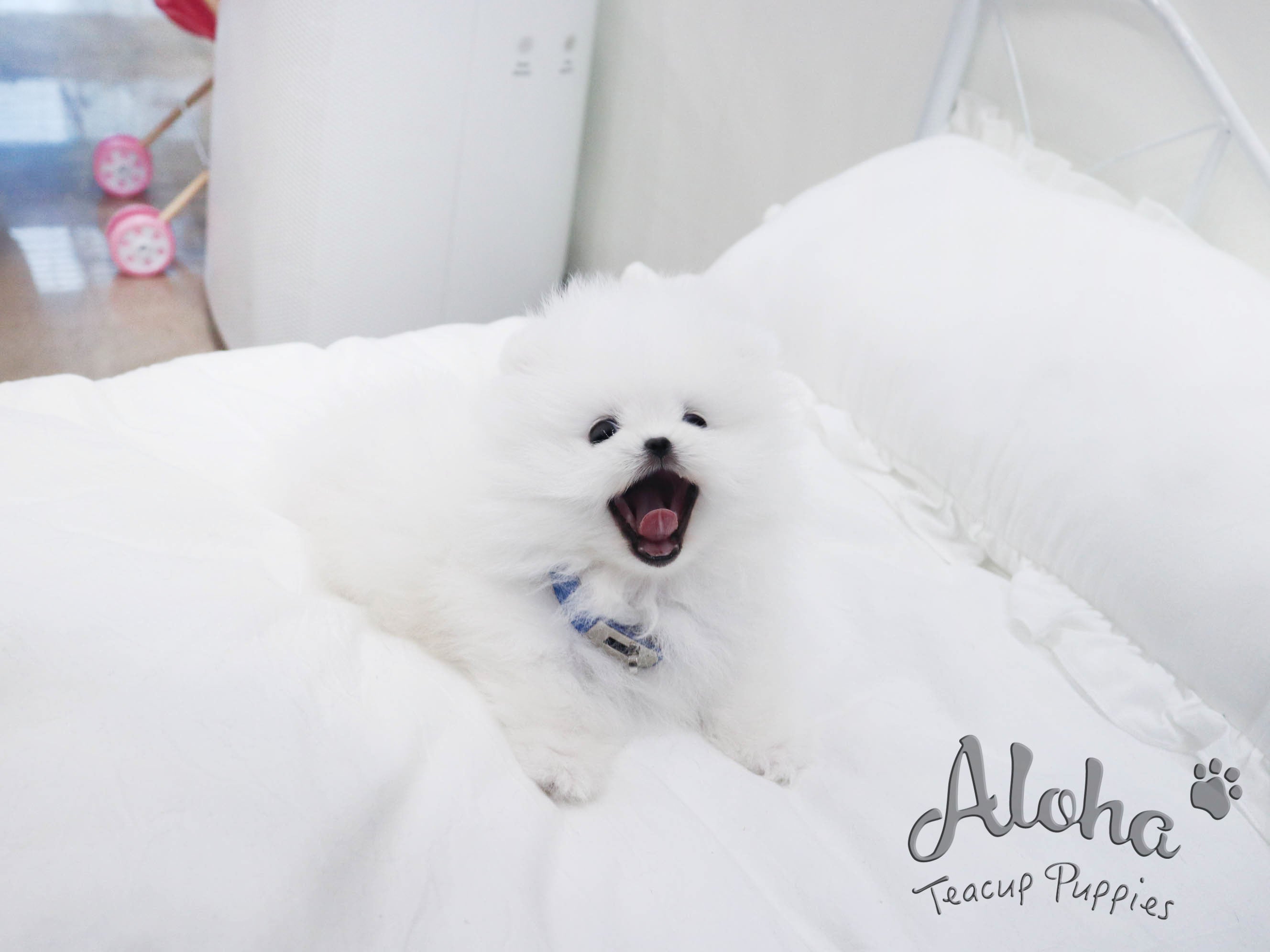 Bailey [TEACUP POMERANIAN]