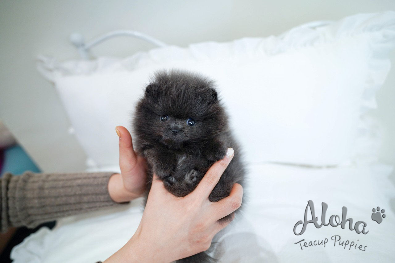 BLUE  [TEACUP POMERANIAN]