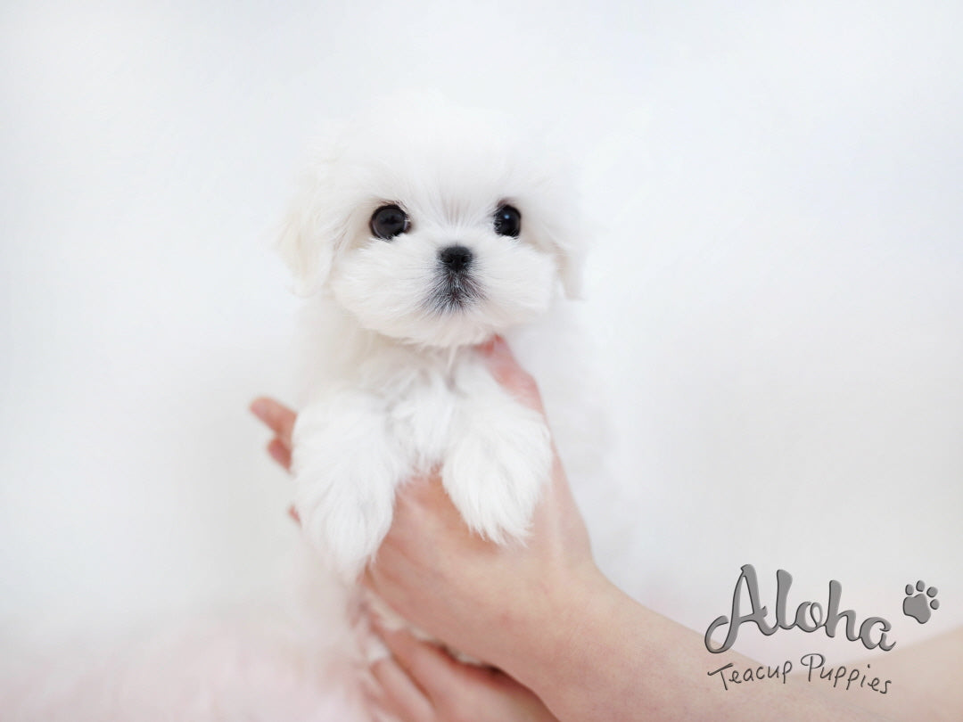 STAR [TEACUP MALTESE]