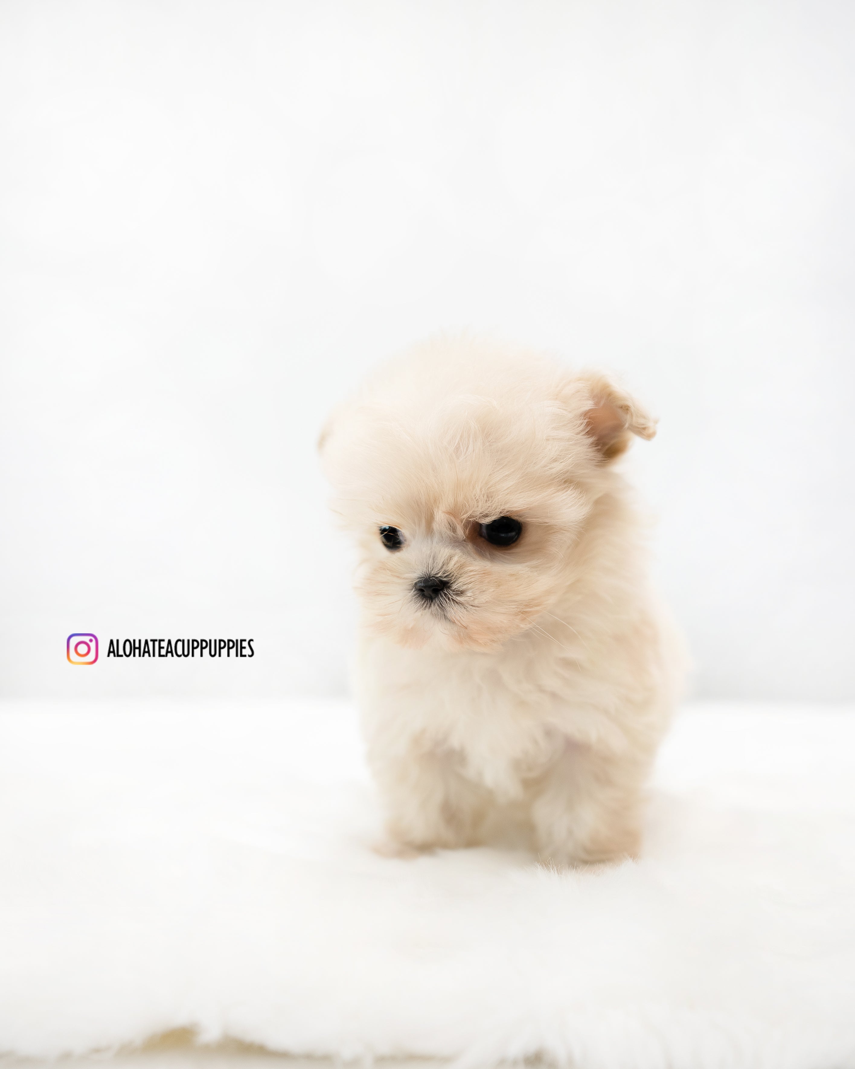 Ruby [TEACUP MALTIPOO]