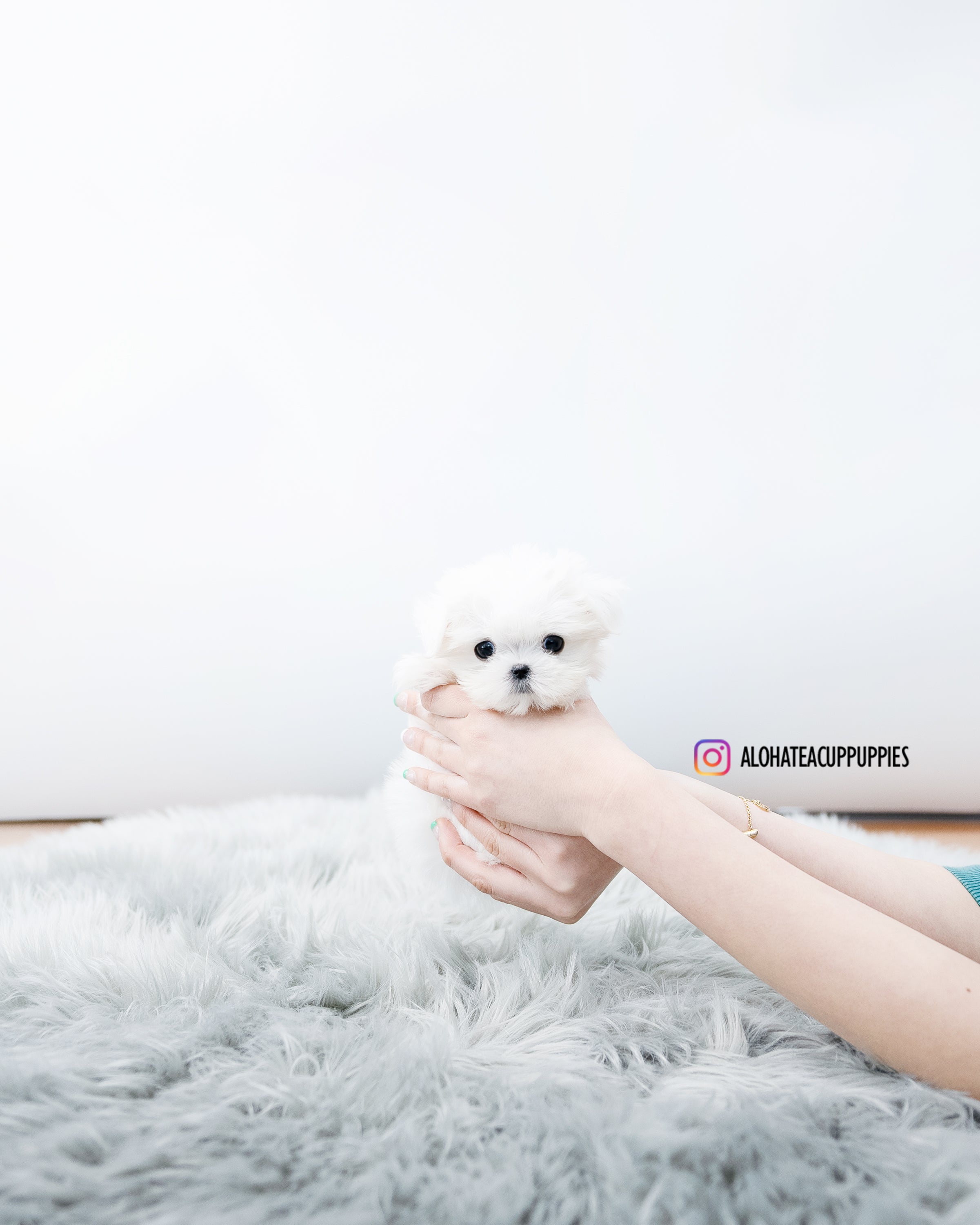 Aimee [TEACUP MALTESE]
