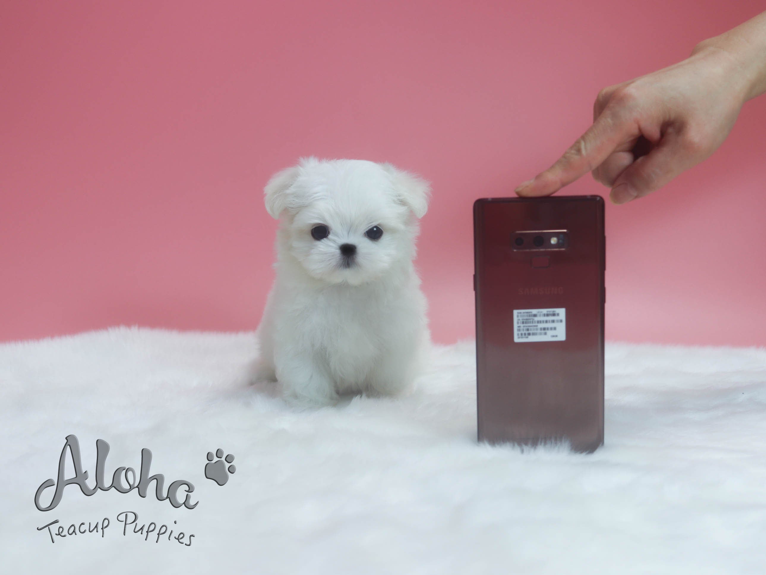 Dorothy [TEACUP MALTESE]