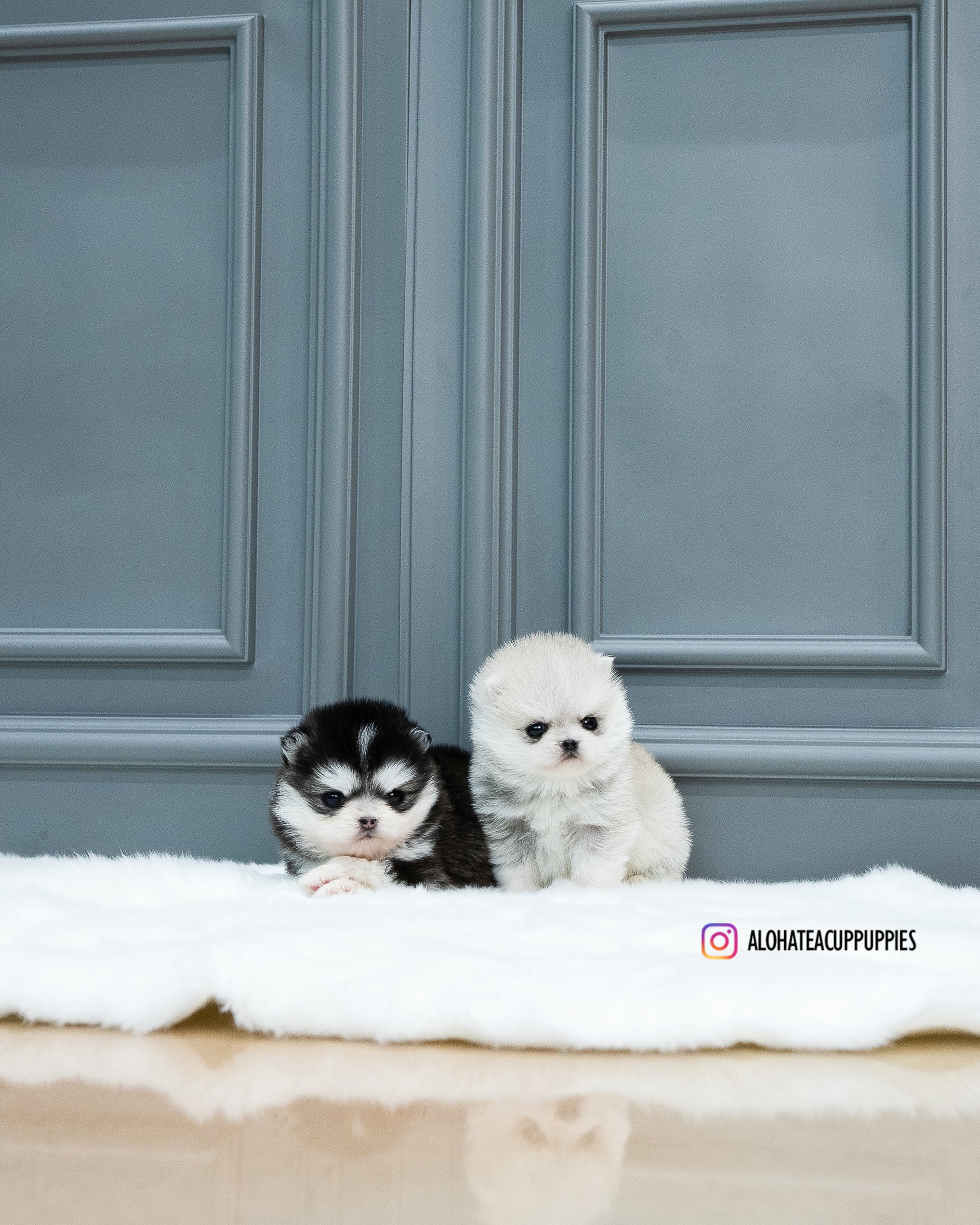 Lena [TEACUP Pomsky]