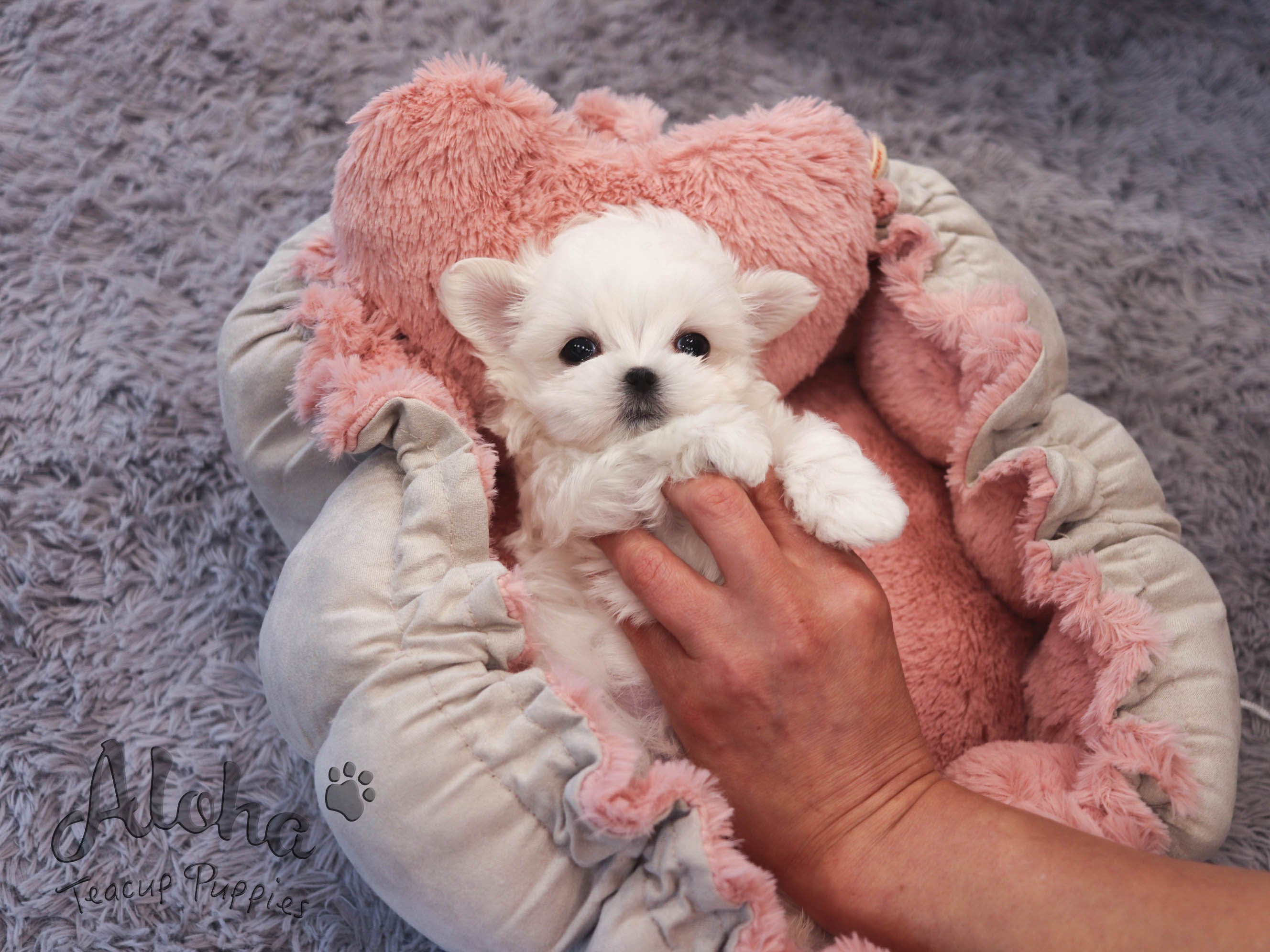 Molly [TEACUP MALTESE]