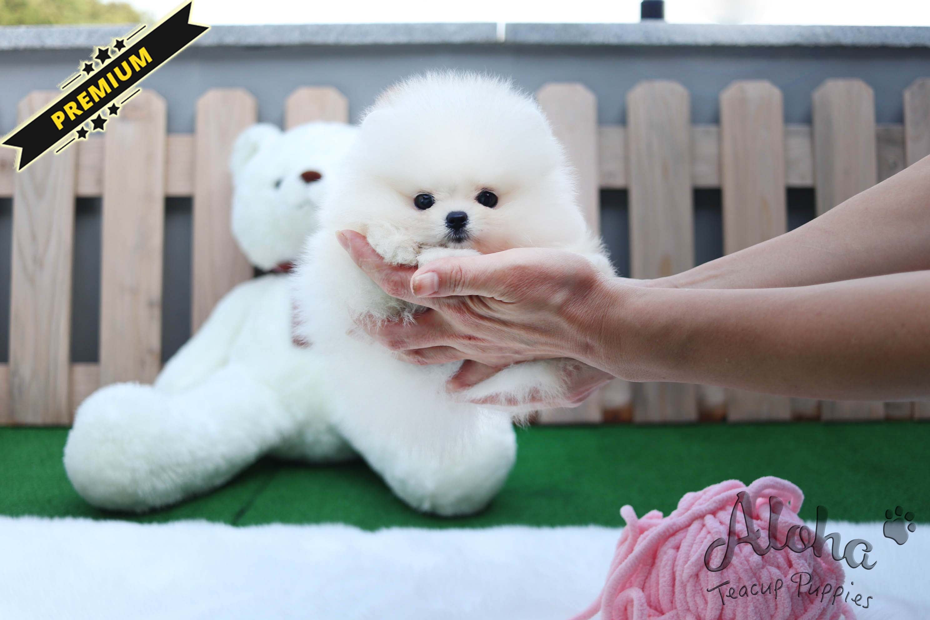 Vendido a Gamez, CHANEL [POMERANIA TAZA DE TÉ]