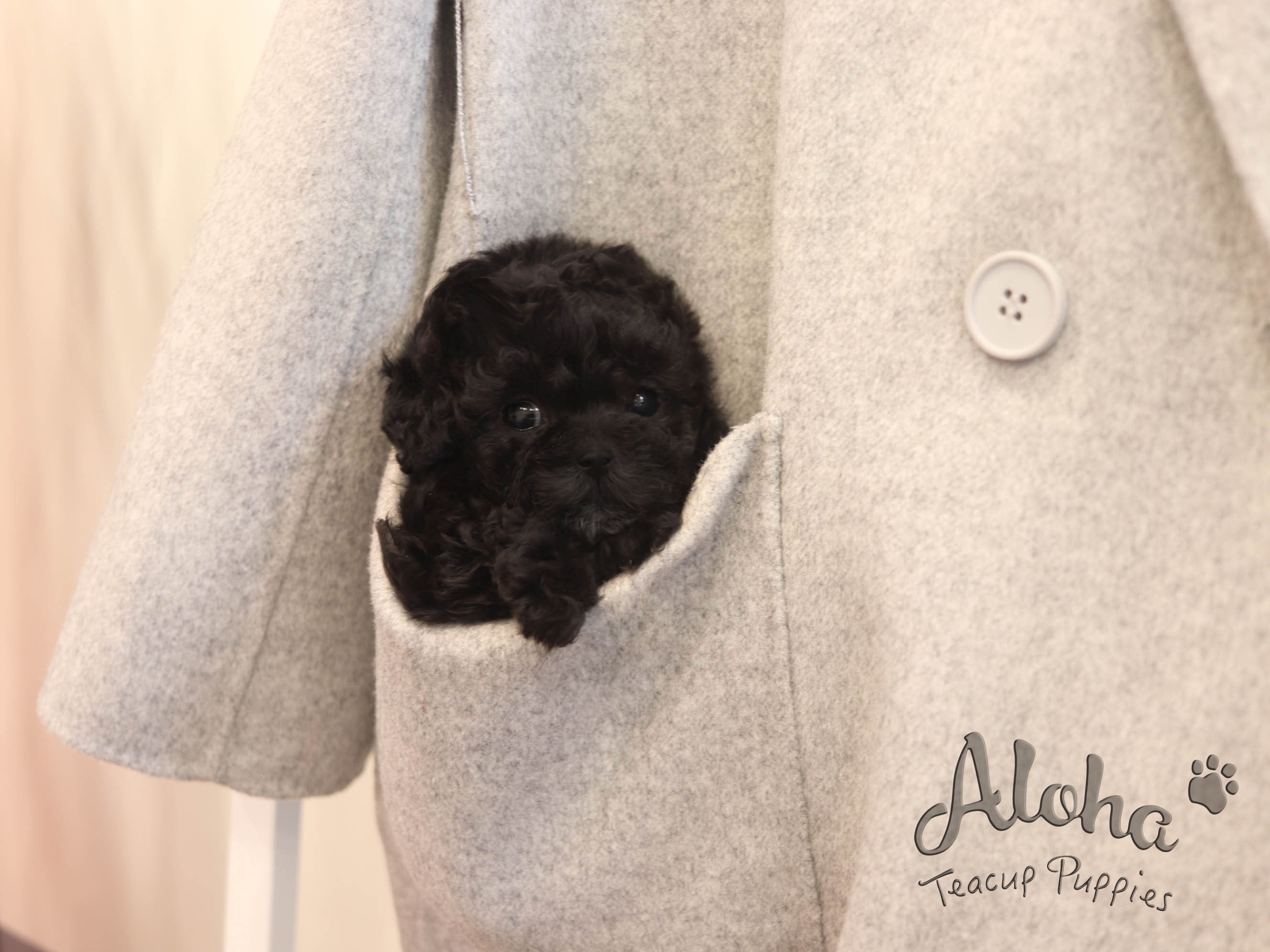 Paris [TEACUP POODLE]