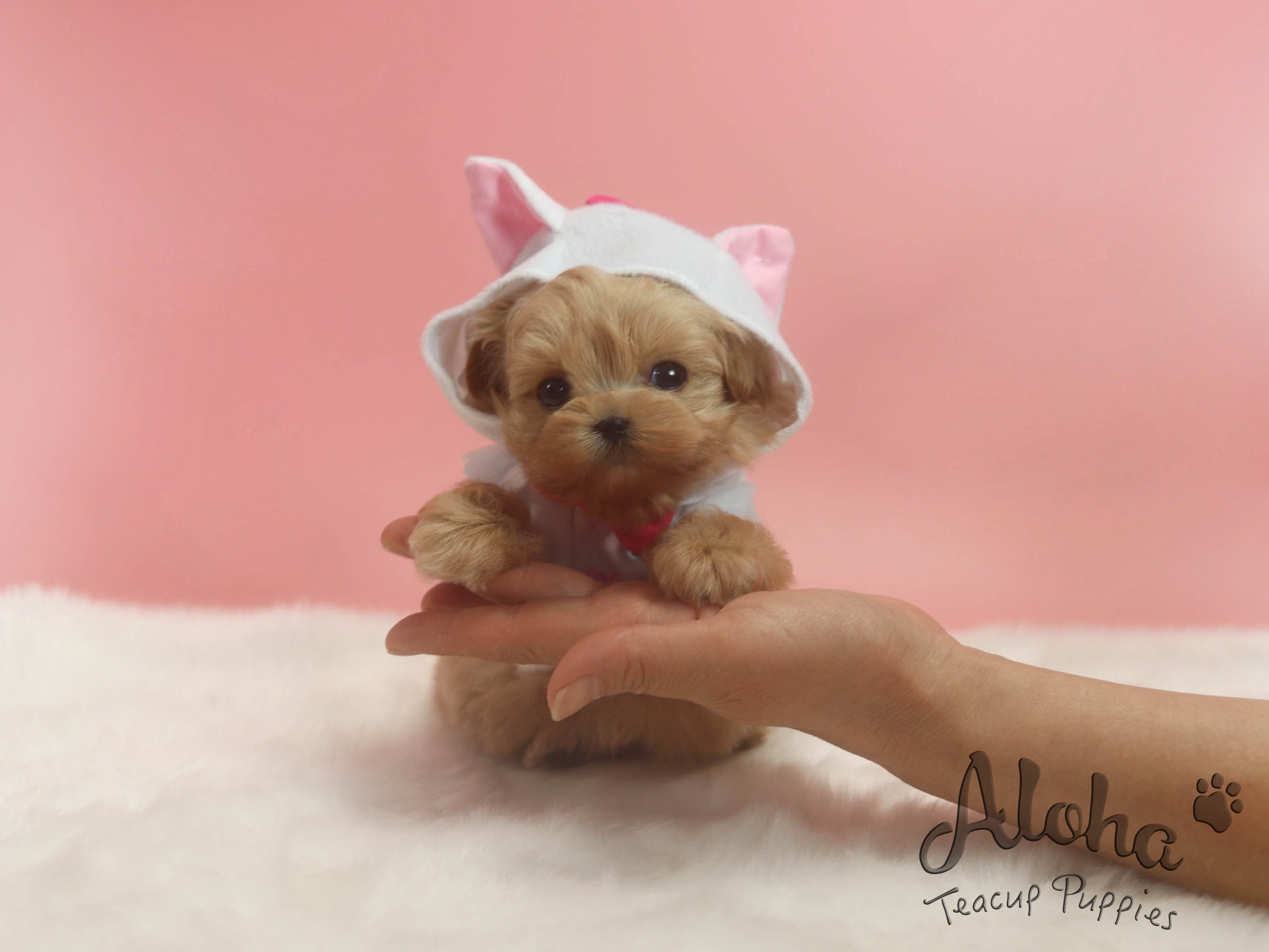 Sold to Jose, FENDI [TEACUP MALTIPOO]